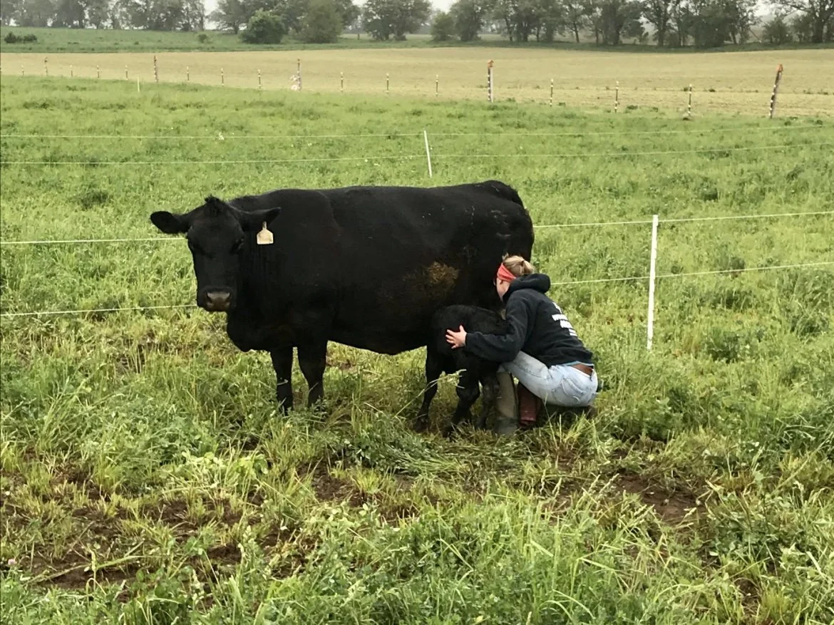 Wisconsin cow and calf on pasture with a woman helping the calf nurse