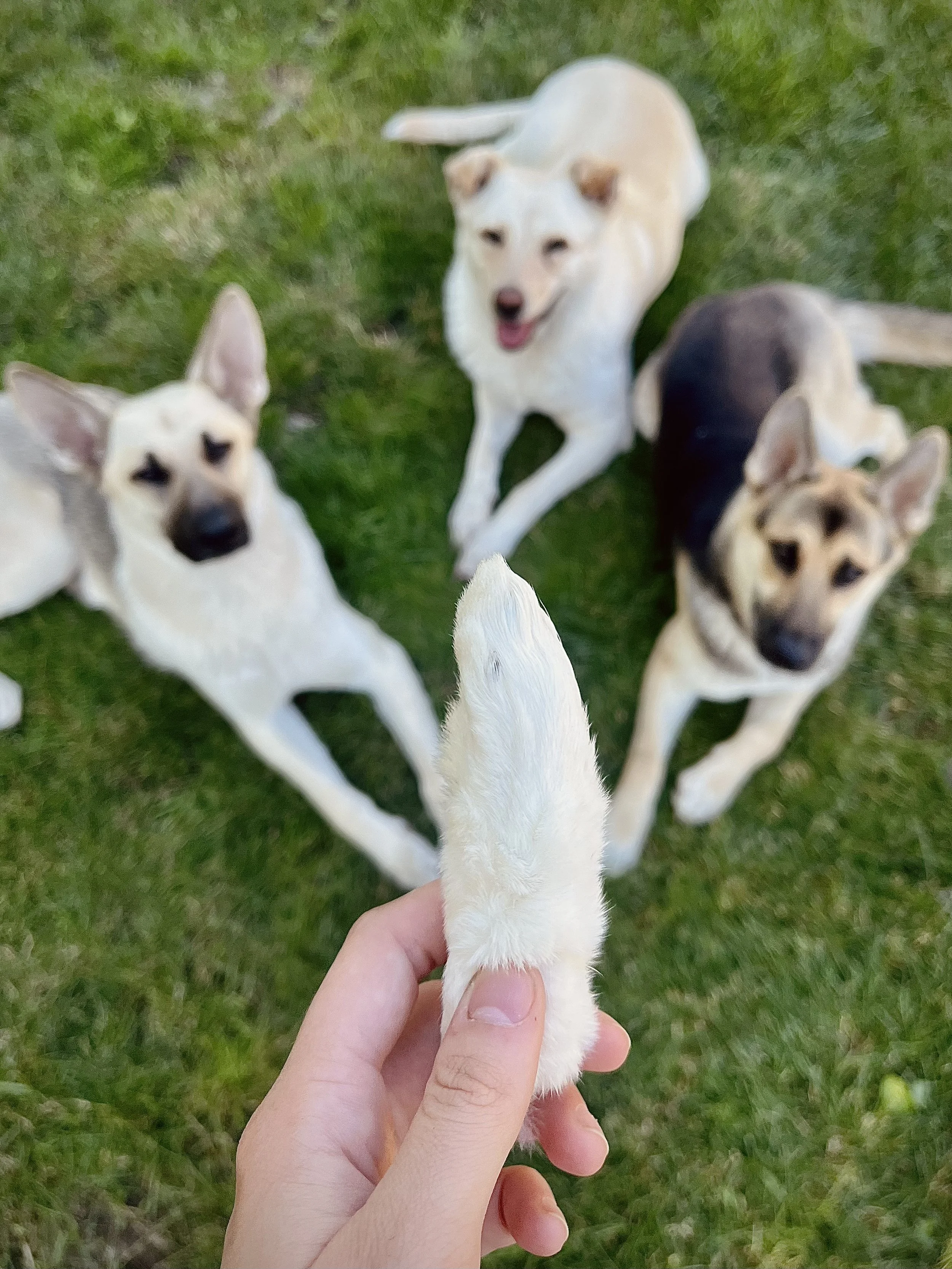 The Dental Benefits of Natural Chews for Dogs