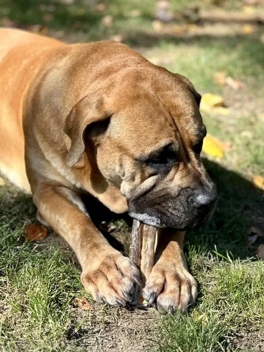 Mental Enrichment for Dogs: Natural Boredom Busters That Actually Work