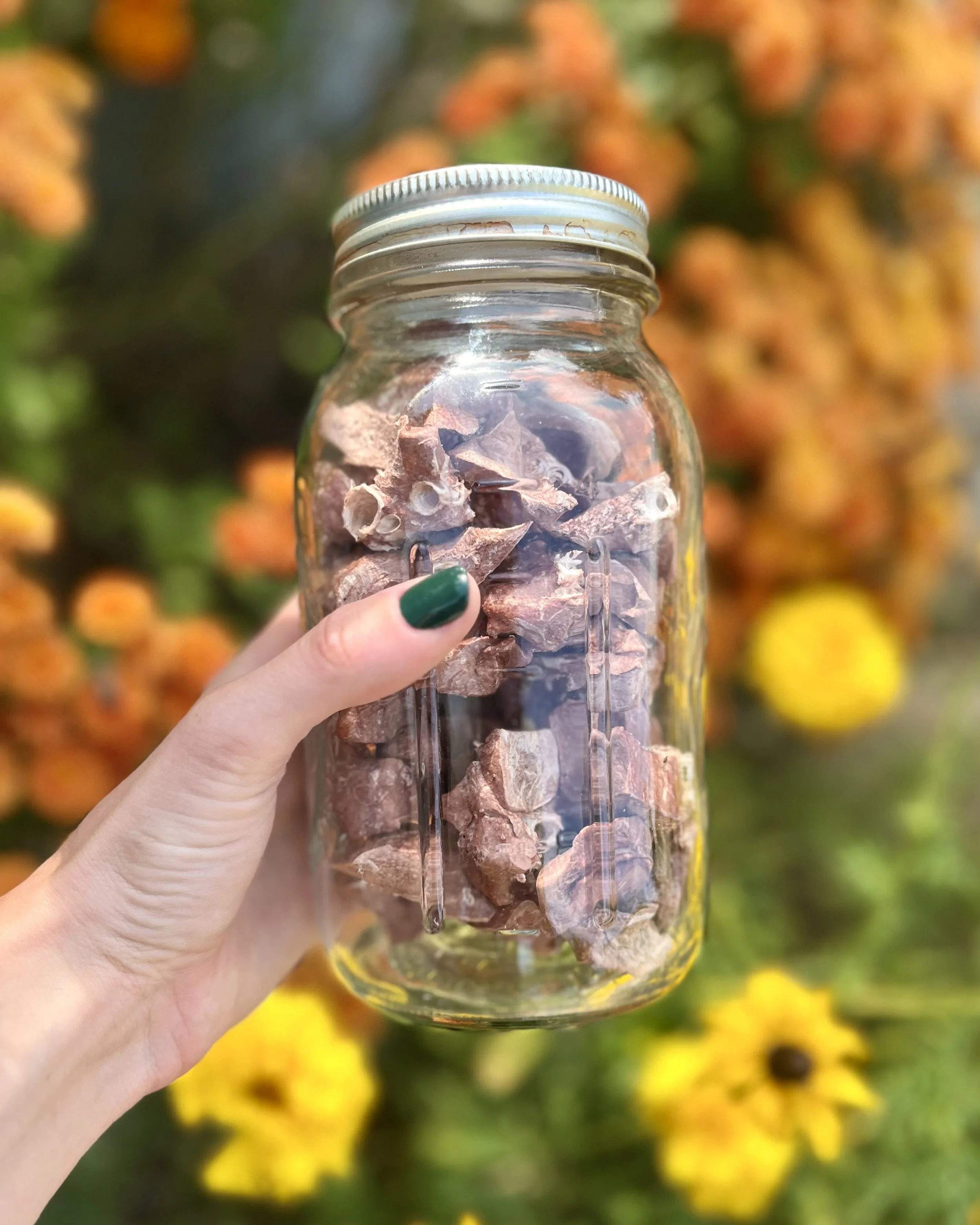 Are Freeze Dried Dog Treats Better Than Dehydrated?