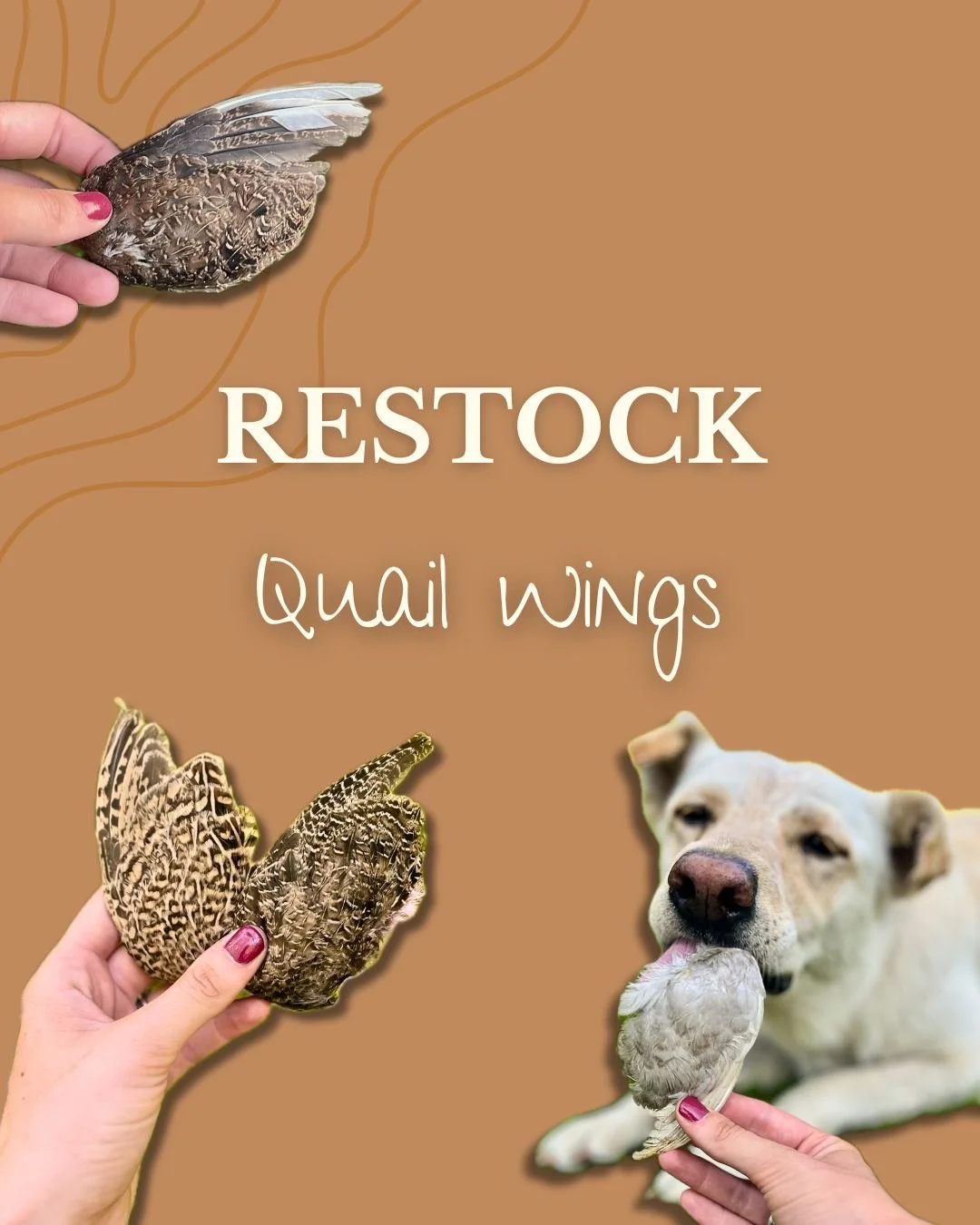 Our freeze dried quail wings are officially back! 🎉

This restock feels extra special because it&rsquo;s our first one since a mink took 150 of our quail in just two nights. 😳

Thankfully, we had some eggs in the incubator, so our flock has been re