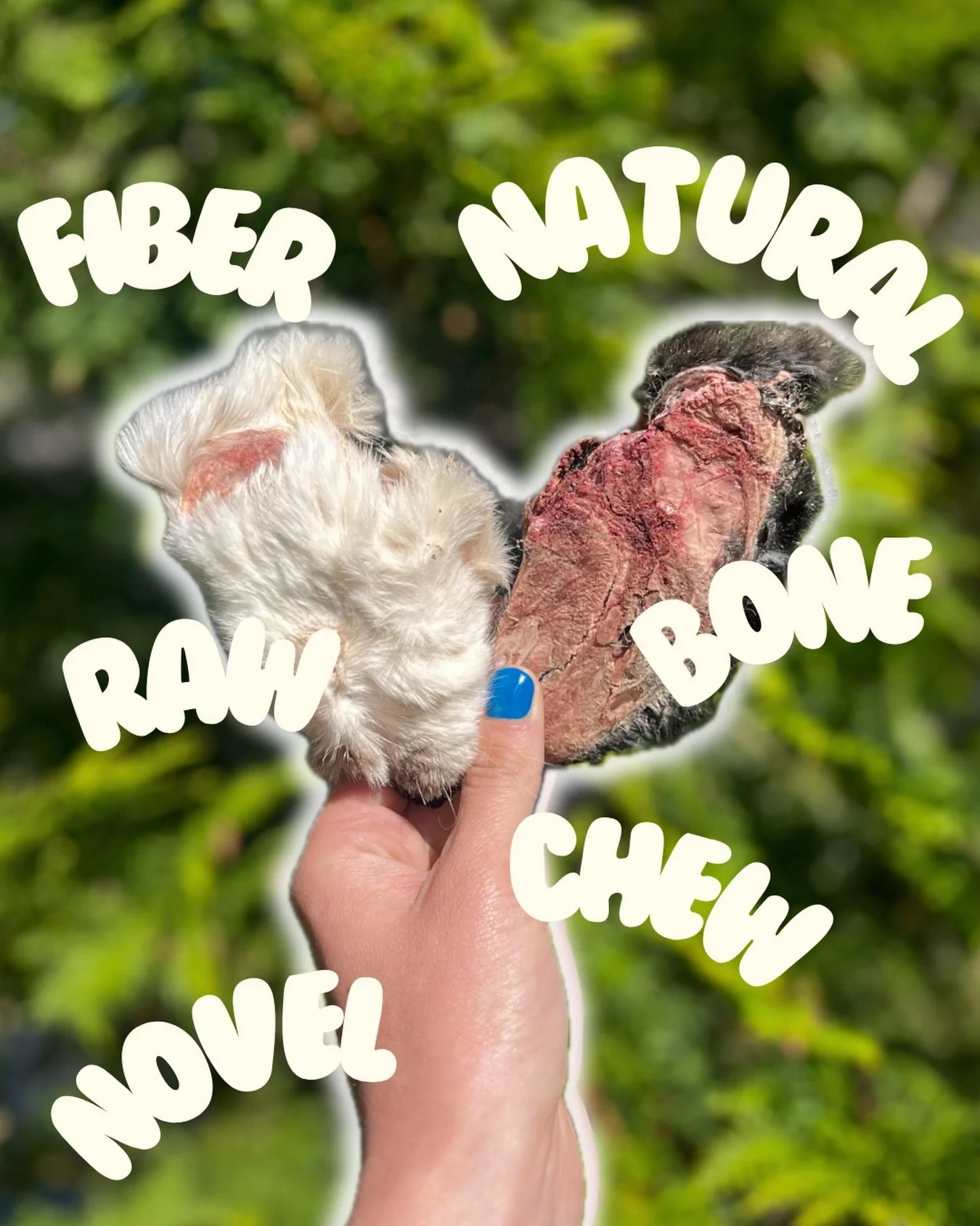 Why do we love 🐇 heads so much? 

Many reasons!
🐰The fur acts as insoluble fiber, sweeping the digestive tract, firming stools, and helping express anal glands
🦷 Freeze dried bone and the crunchy texture mechanically scrape against teeth to reduce
