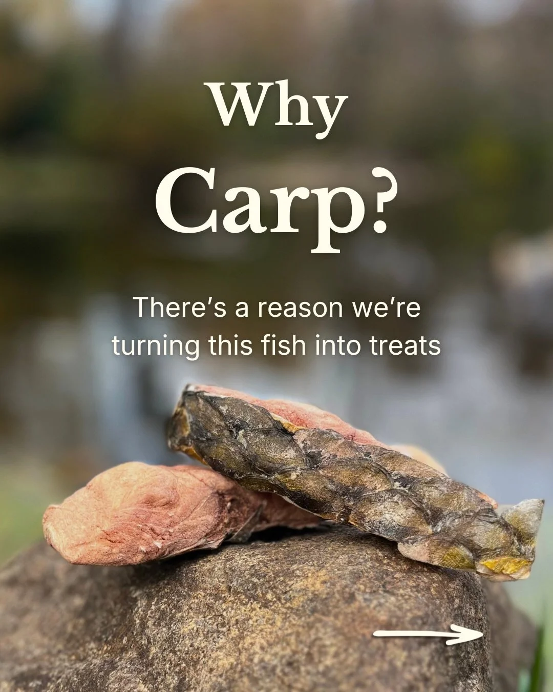 Coming Friday at 4pm CST 🐟 
And we can&rsquo;t wait to see you there! 

This new release comes with a much larger purpose, and combines our family&rsquo;s biggest passions together: wildlife conservation and good pet treats. 

Carp destroy our local