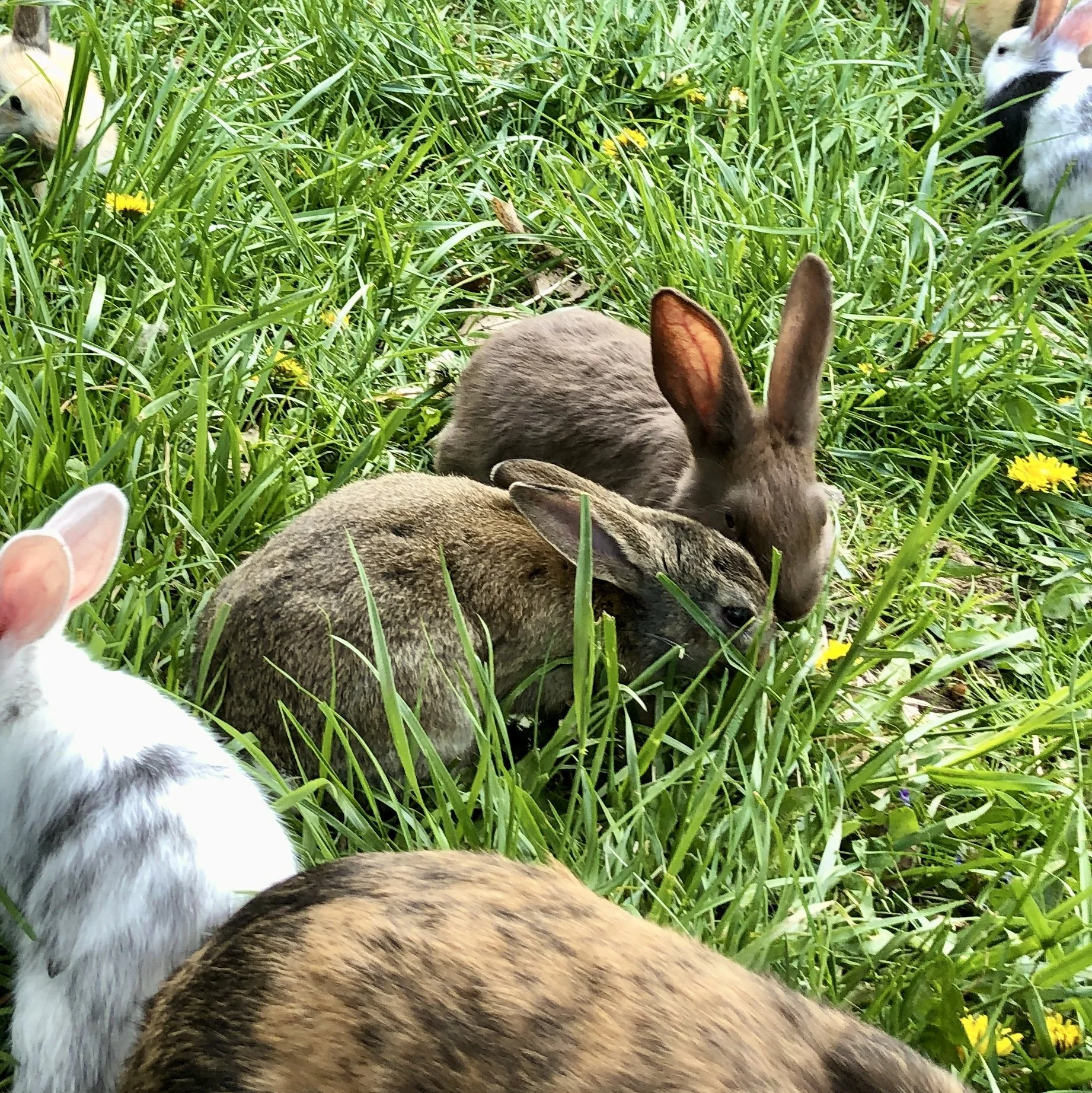 Rabbits raised in a colony on grass at H&N Homestead