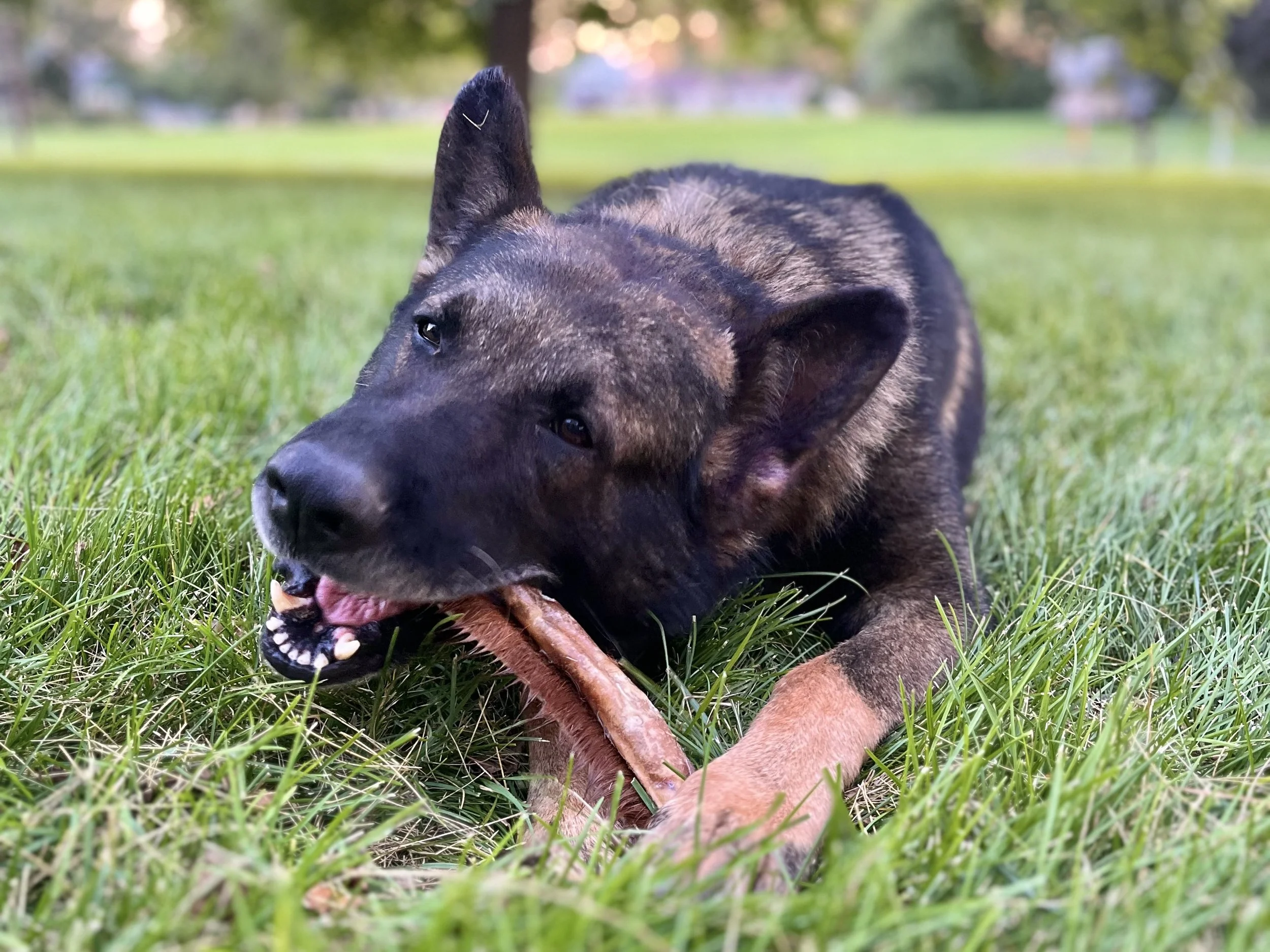 Dog chewing a natural beef hide roll from H&N Homestead
