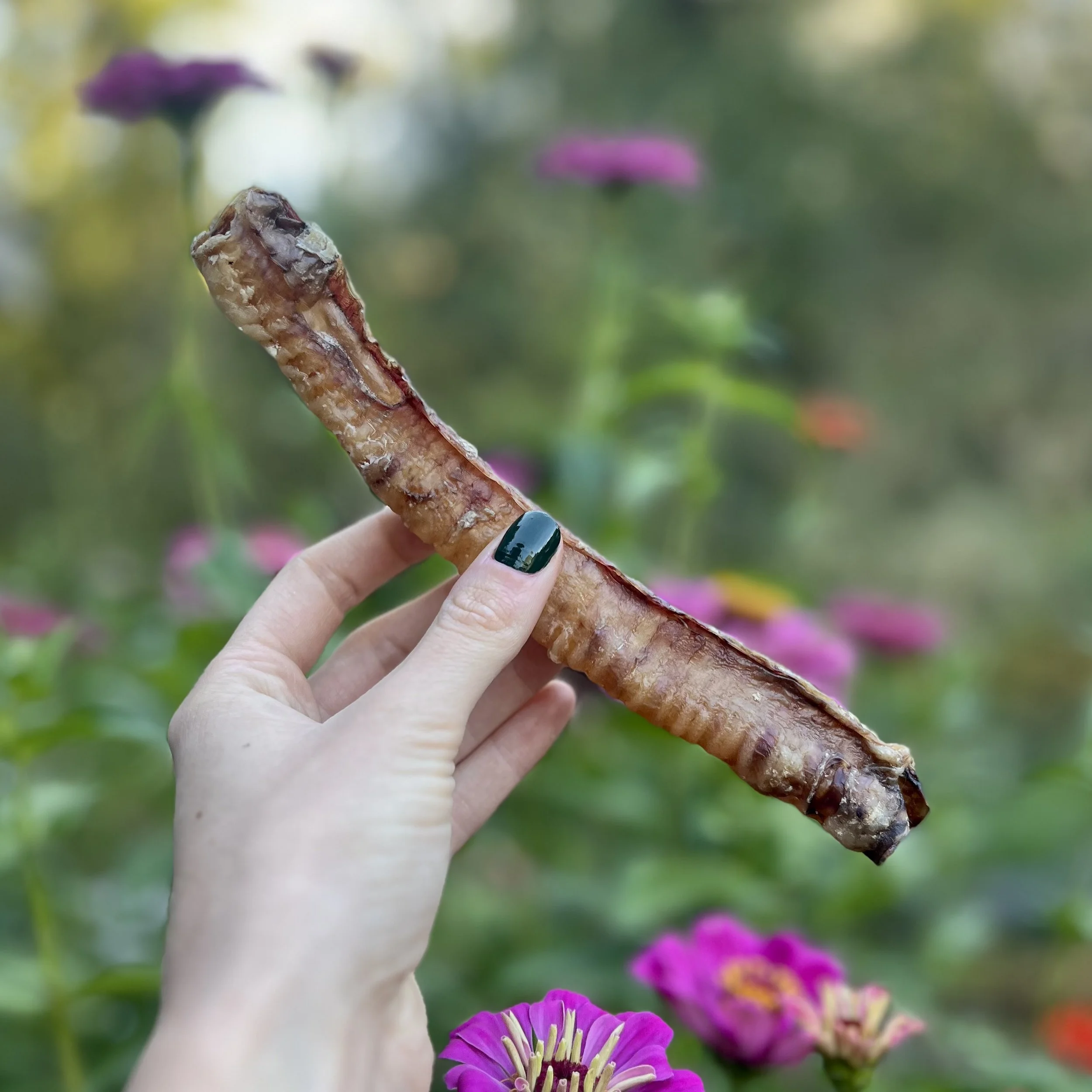 Single ingredient natural dog treats made without fillers or additives