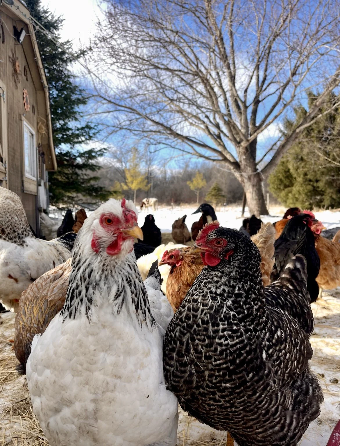 H&N Homestead chickens outdoors in the snow on our Wisconsin homestead