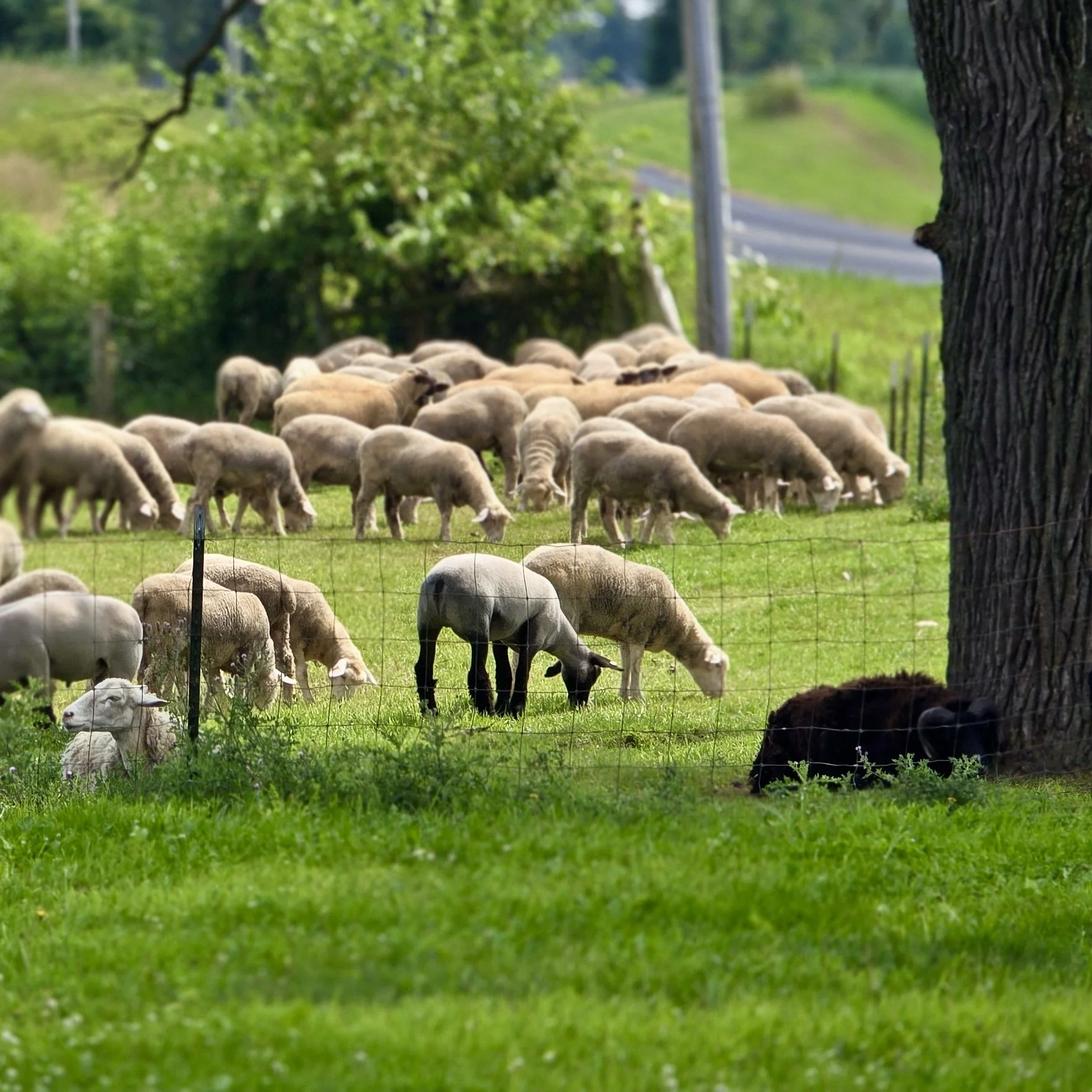Sheep grazing on pasture at a small family farm