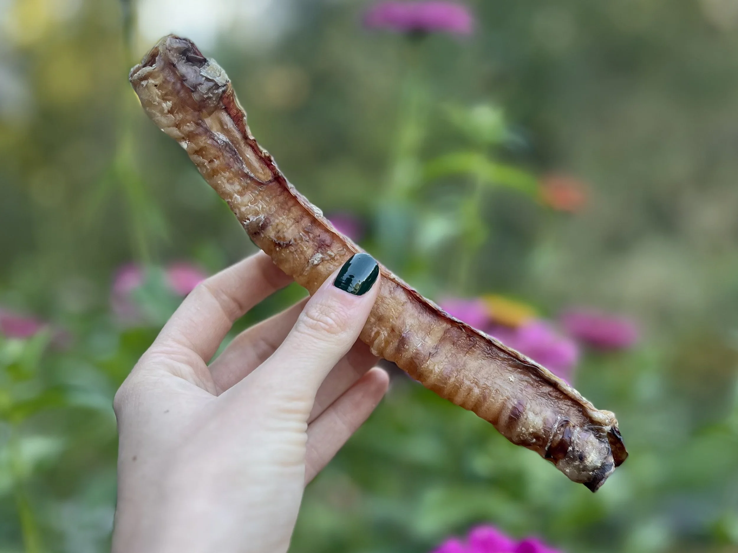 Natural lamb treats, organs, and chews for dogs and cats from H&N Homestead