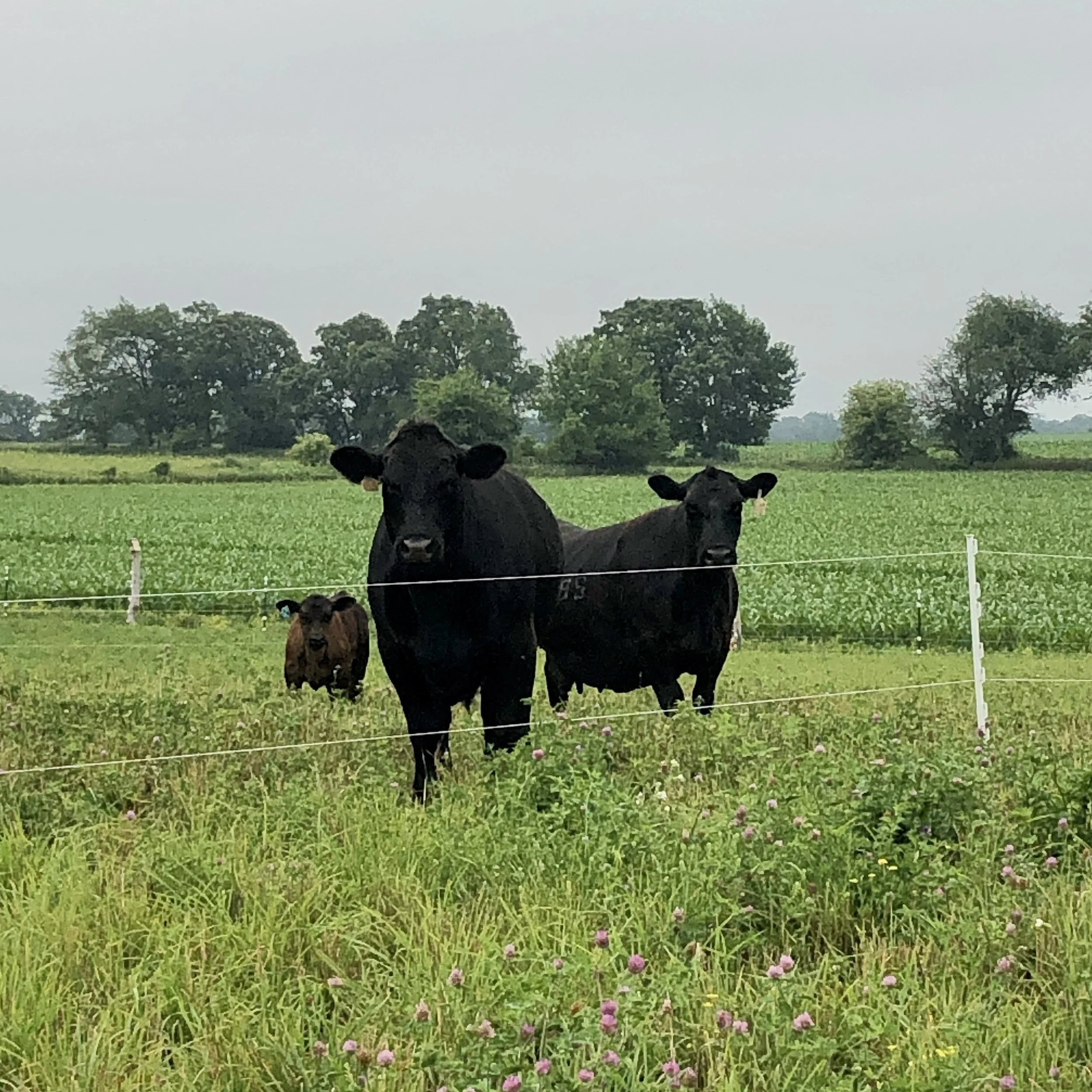 Cattle grazing on pasture at a Wisconsin family farm