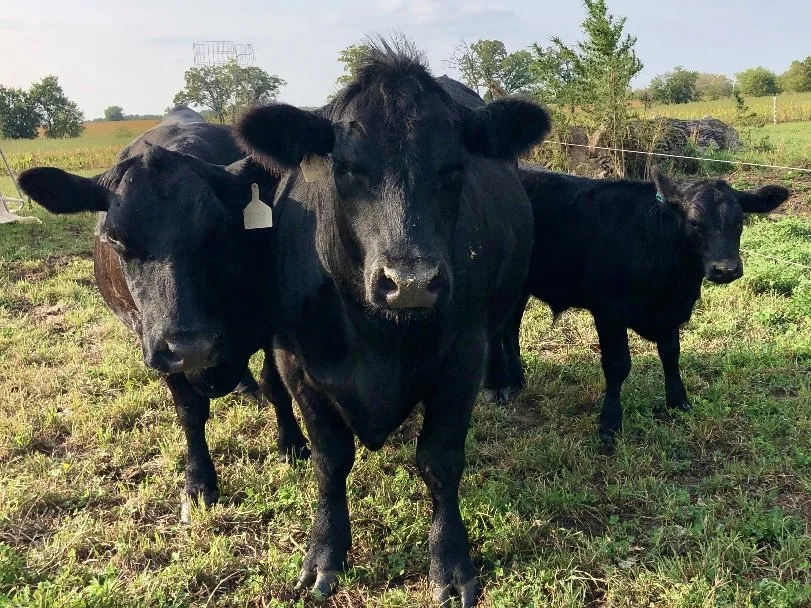 Cattle grazing on open pasture at a small family farm