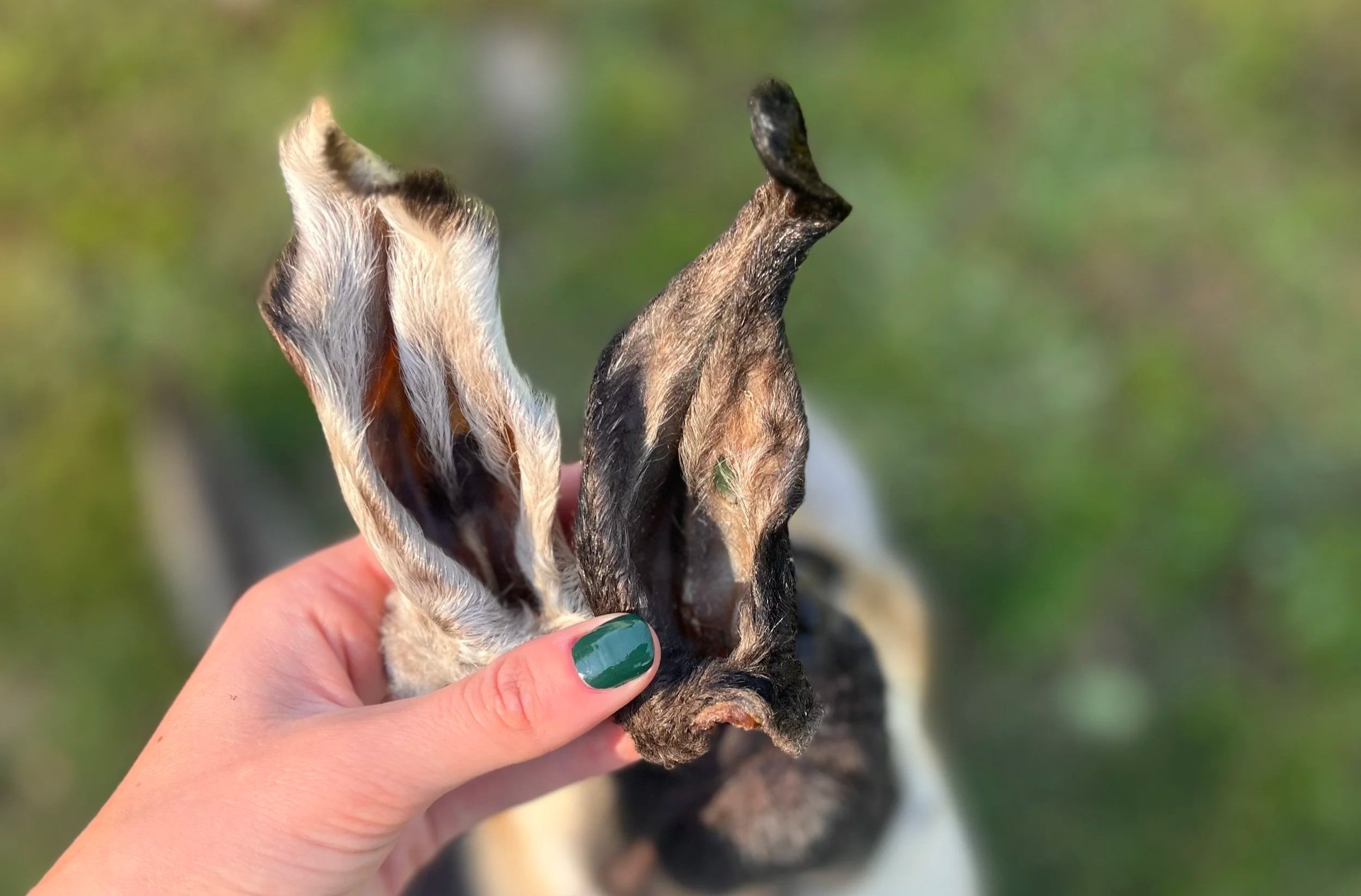 Wholesale natural lamb ear dog chews