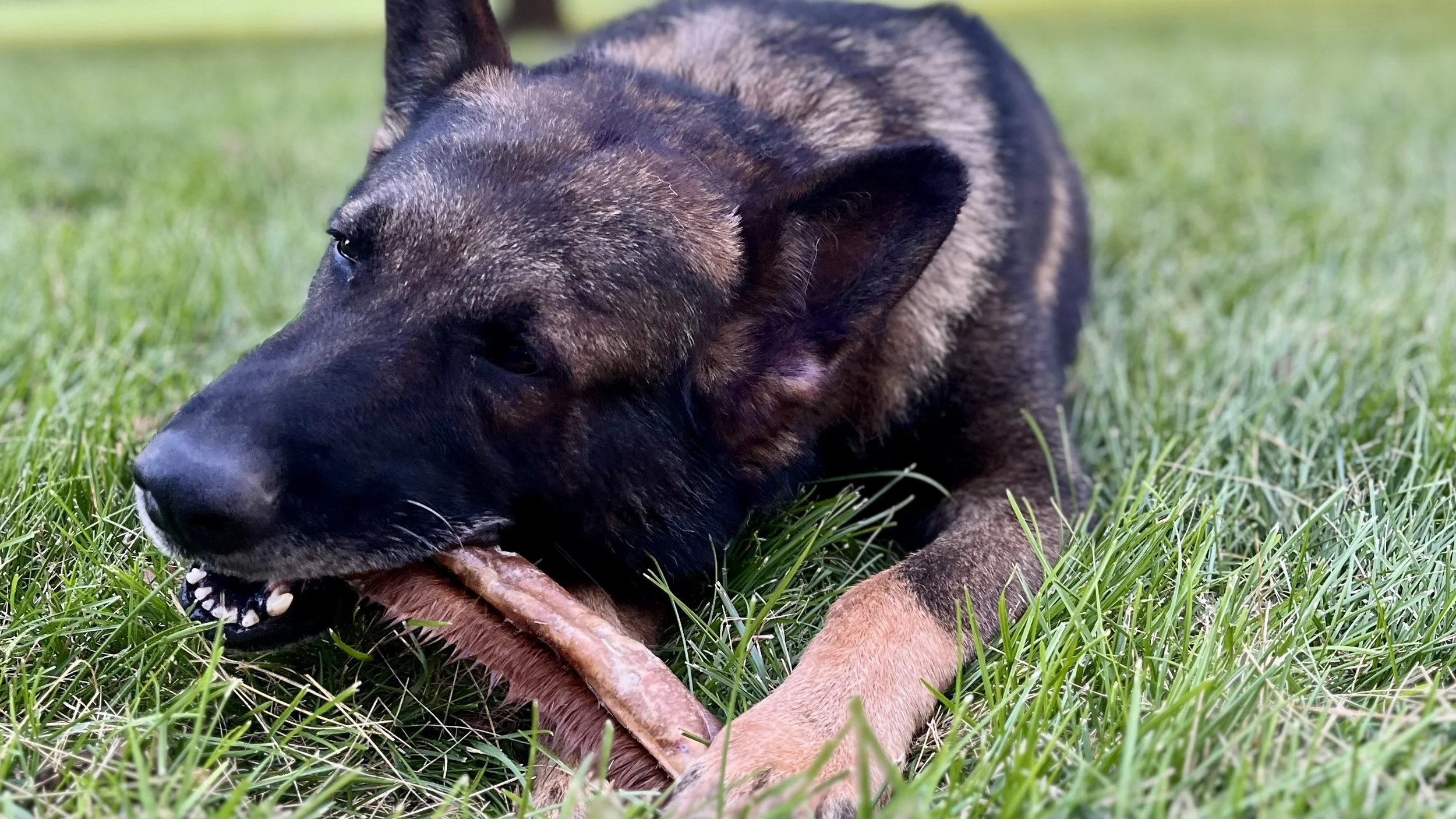 Dog enjoying a beef hide roll chew as a natural boredom buster and enrichment activity.