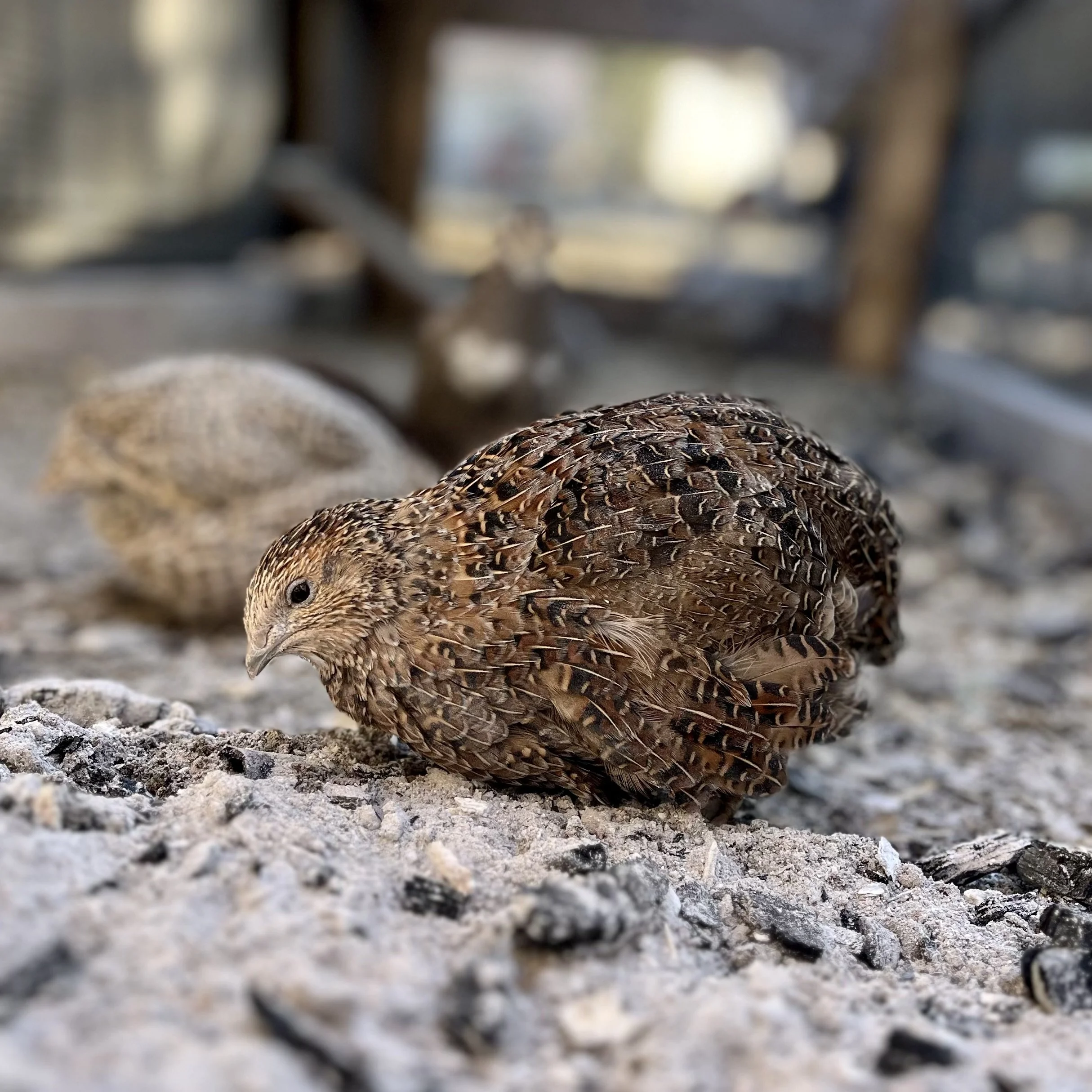 Farm-raised quail on a Wisconsin homestead for whole-prey dog treats