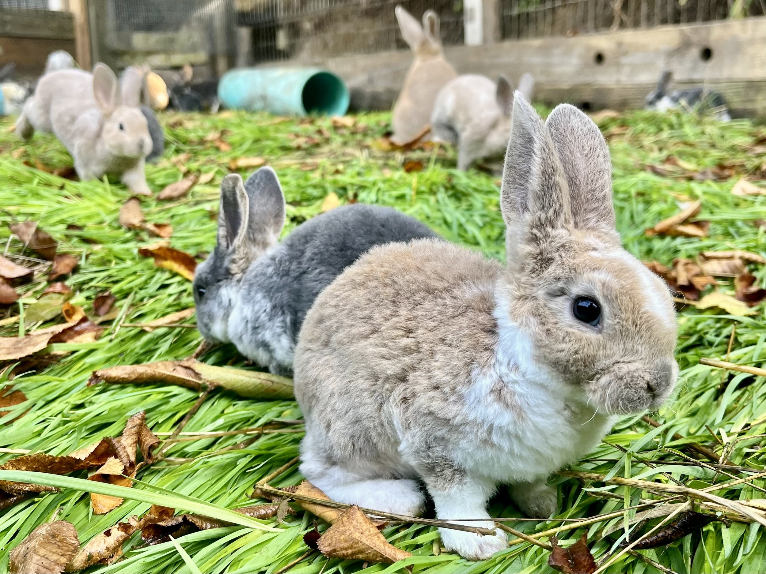 H&N Homestead rabbits living in a colony and grazing on fresh grass