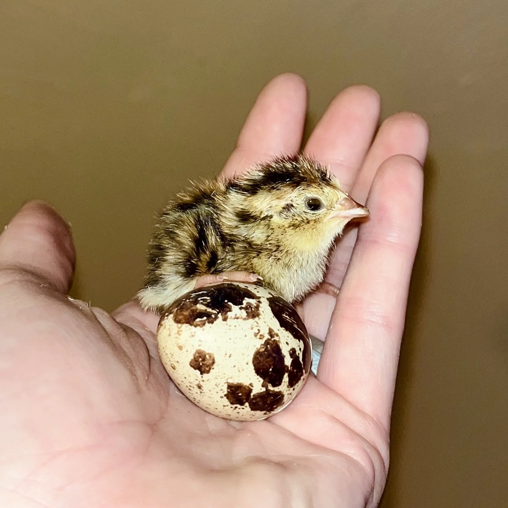 H&N Homestead holding a quail chick and quail egg from our own flock