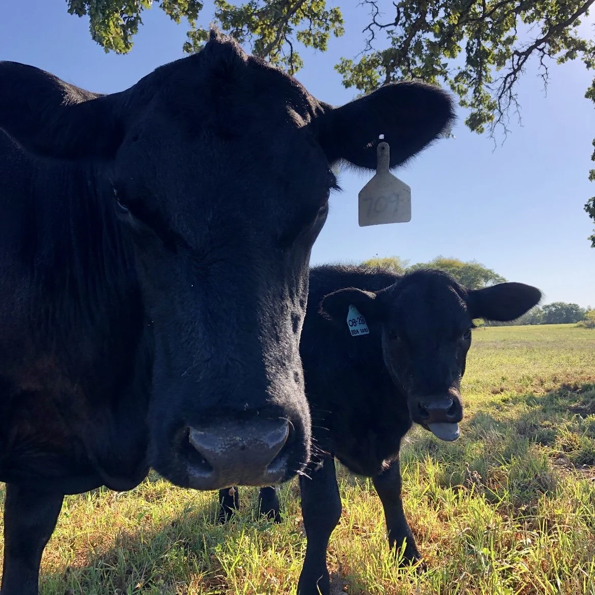 Cattle raised on pasture at H&N Homestead