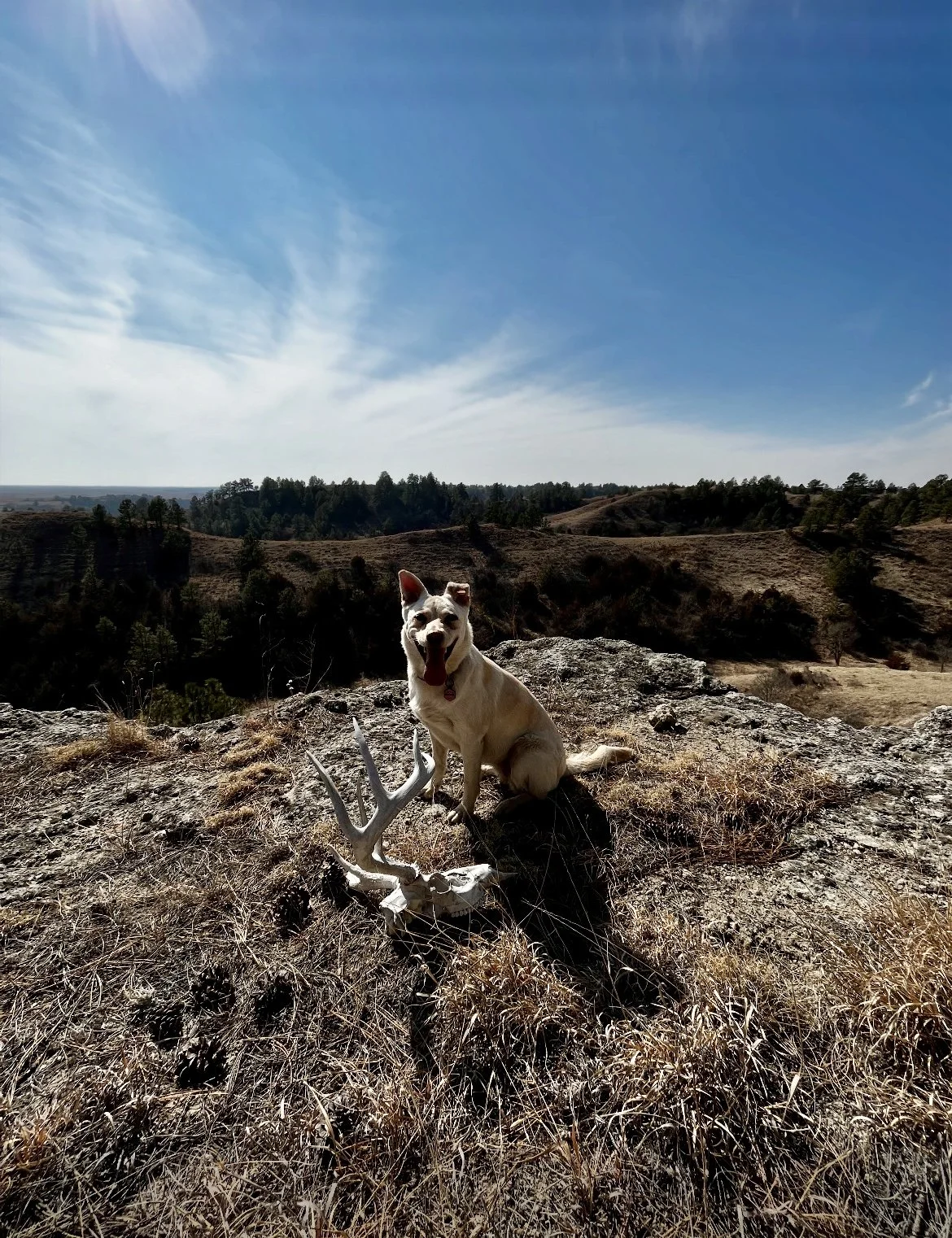 Ellie with a deer skull in a scenic outdoor setting while searching for naturally shed antlers
