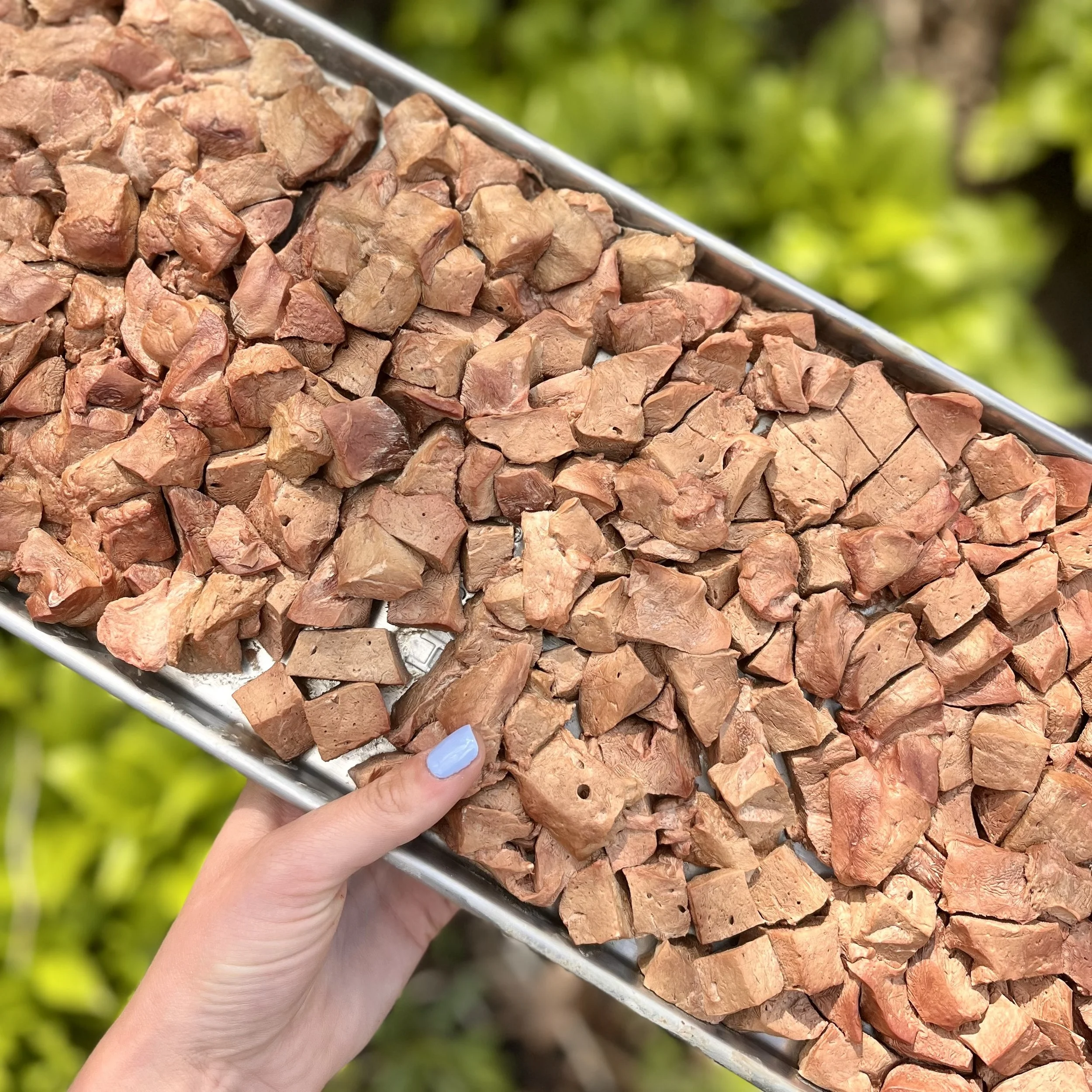 Small batch freeze dried lamb liver treats being prepared on a freeze dryer tray