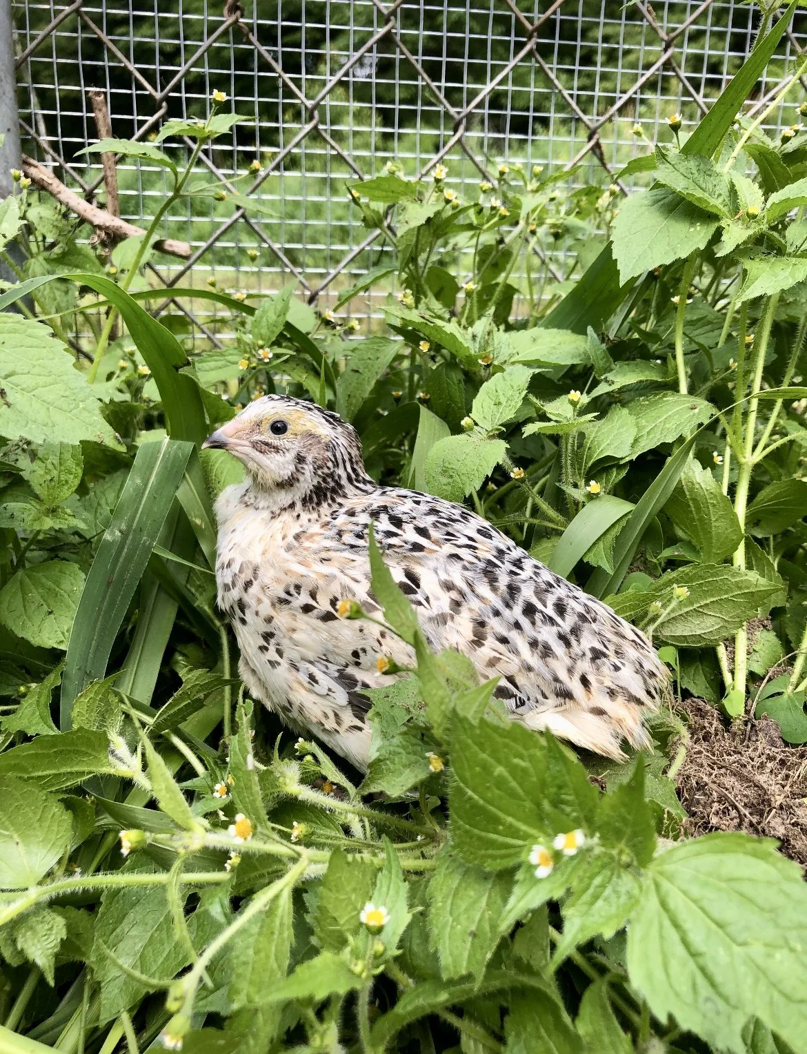 Quail raised on the H&N Homestead for our family and dogs