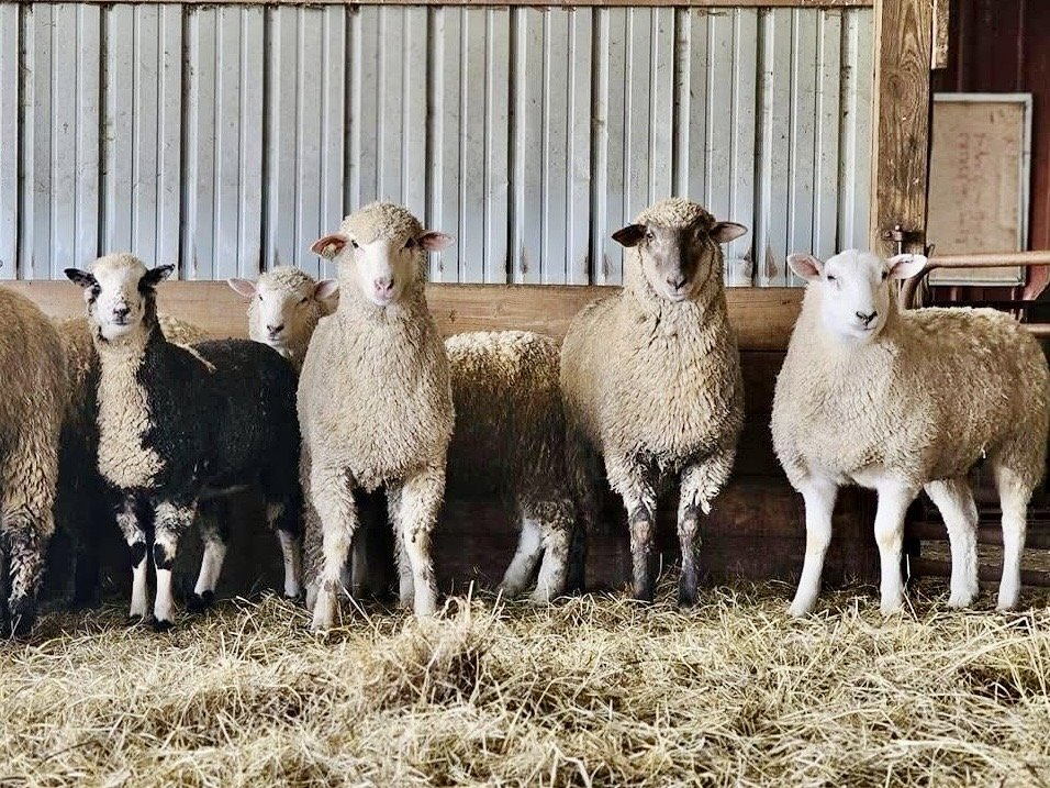 Lambs in a Wisconsin barn with access to pasture