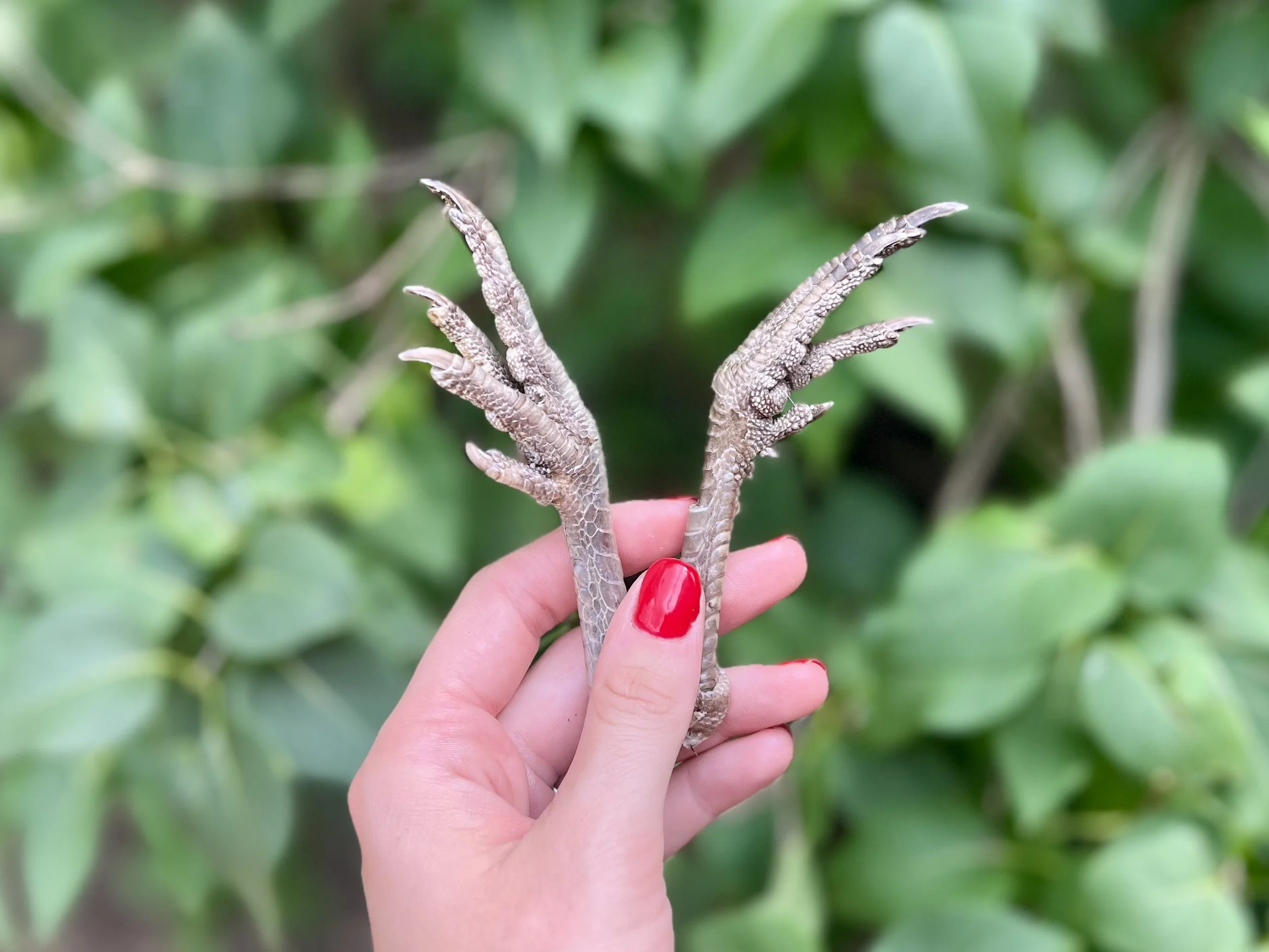 Quail treats and natural pet products from H&N Homestead