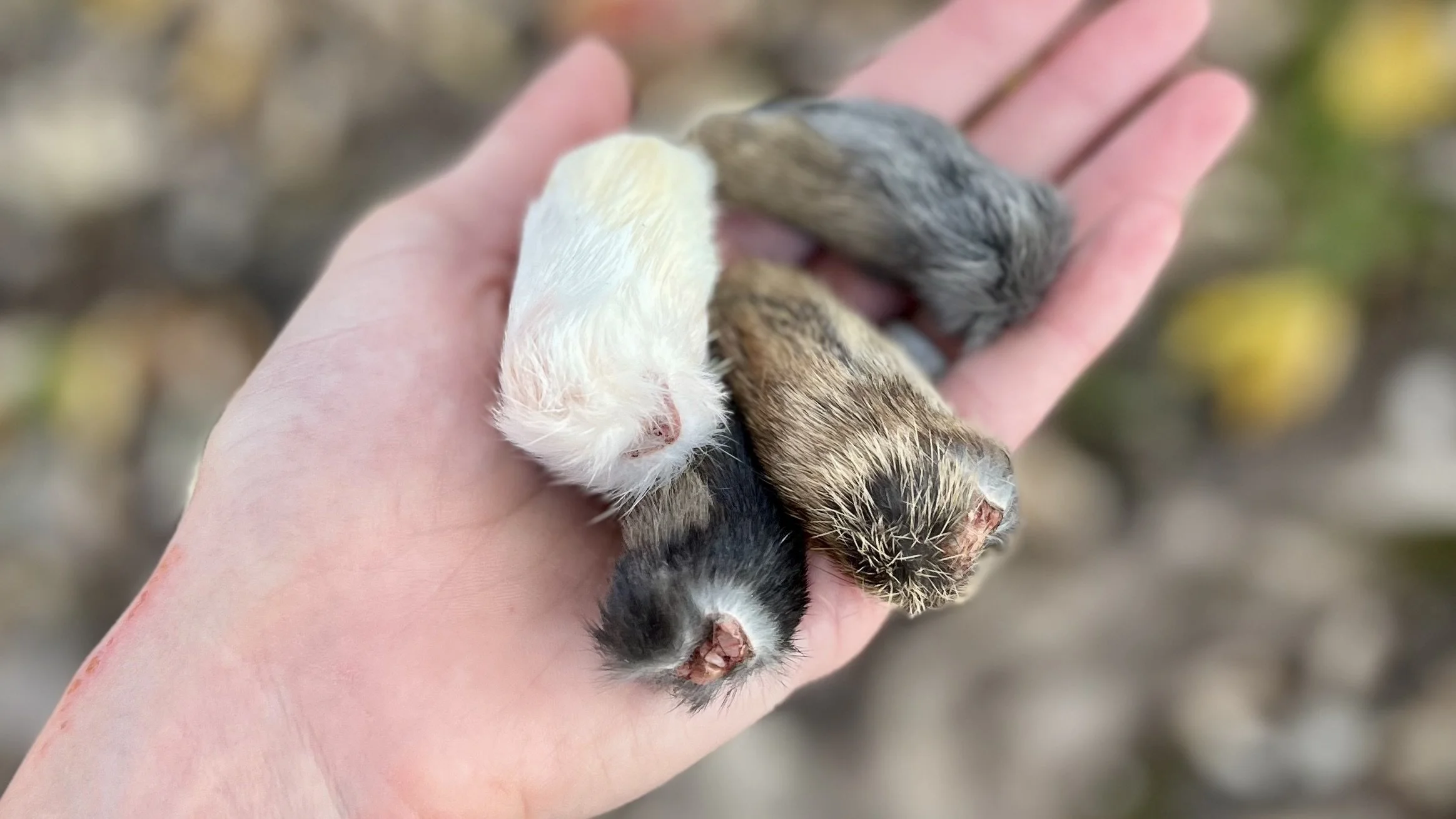 Freeze dried rabbit feet showing a natural freeze dried dog treat made with a single ingredient.