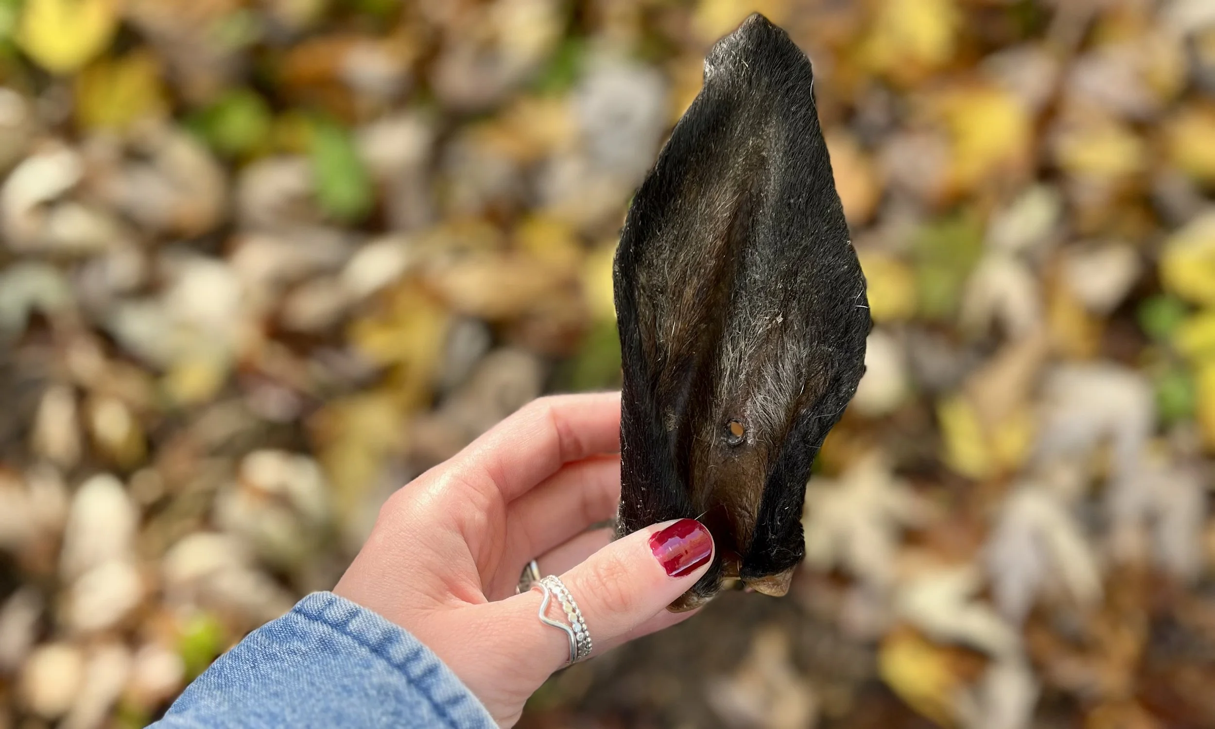 Dehydrated lamb ear chew for dogs with food sensitivities made from a single ingredient novel protein.