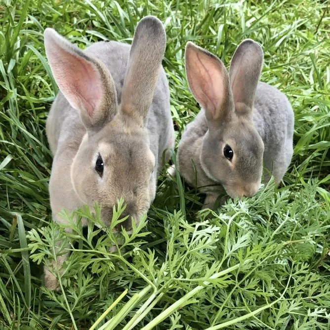 Rabbits raised on grass at H&N Homestead