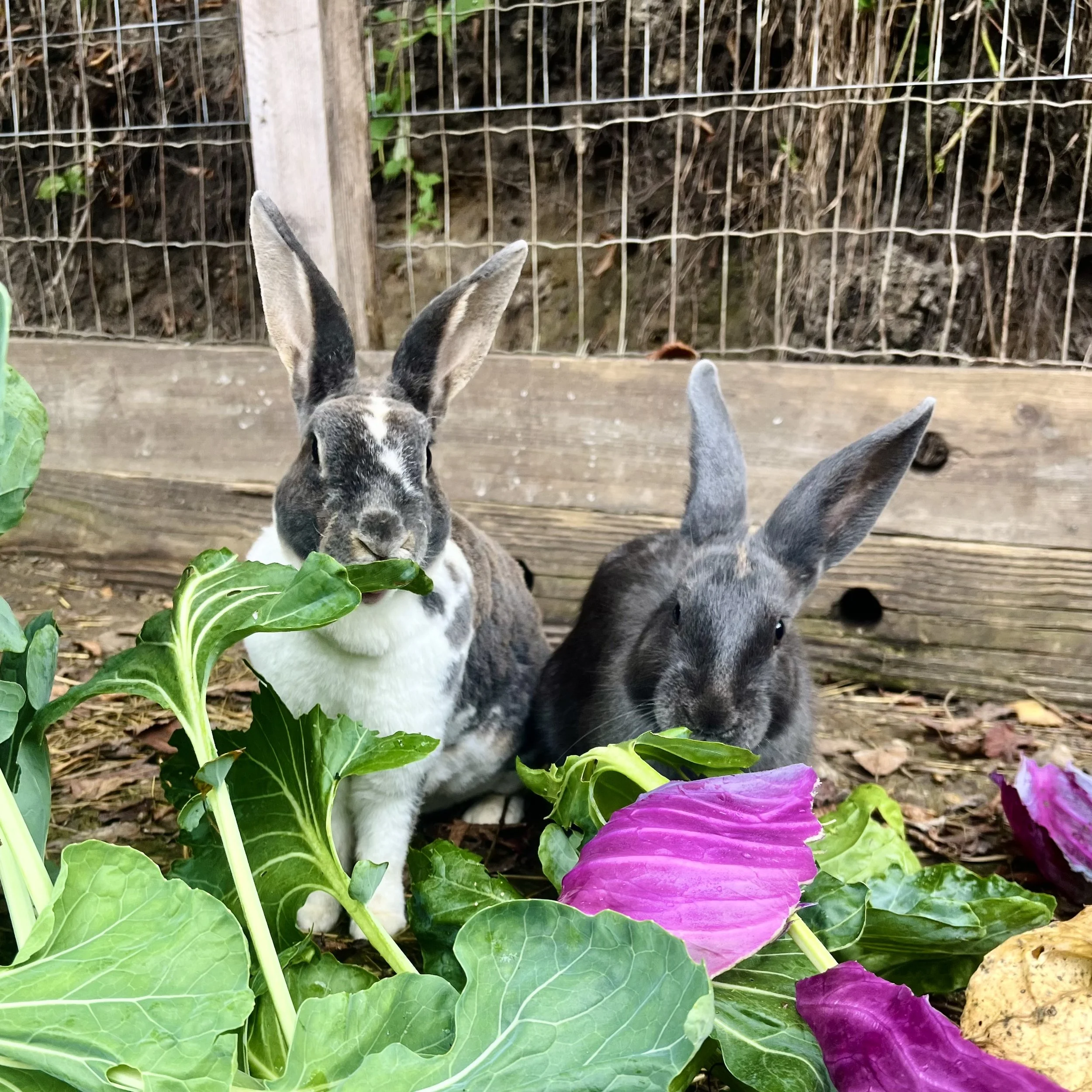 Farm-raised rabbit on a Wisconsin homestead for natural dog treats