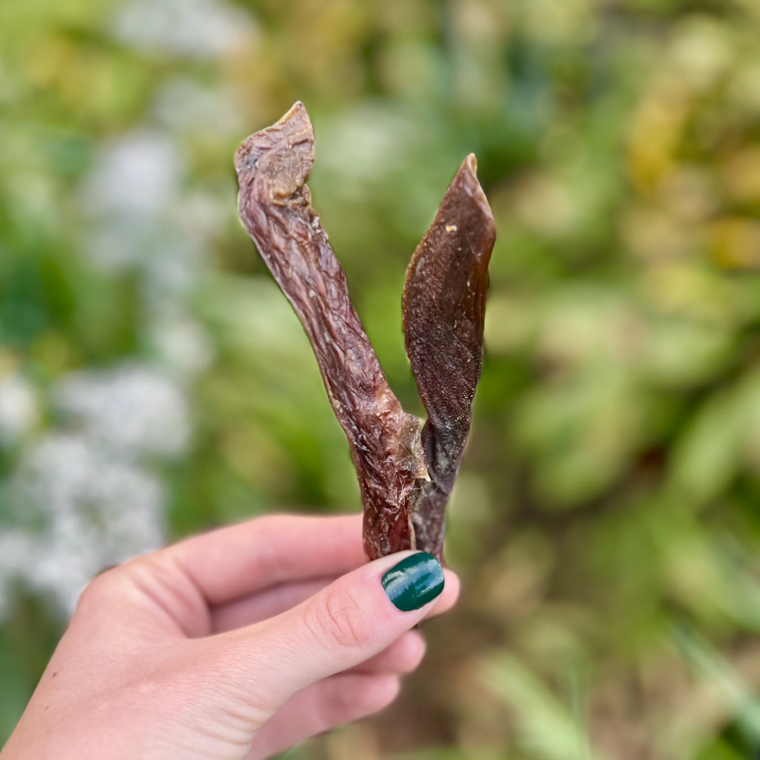 H&N Homestead holding lamb tongue pieces that are turned into natural dog treats