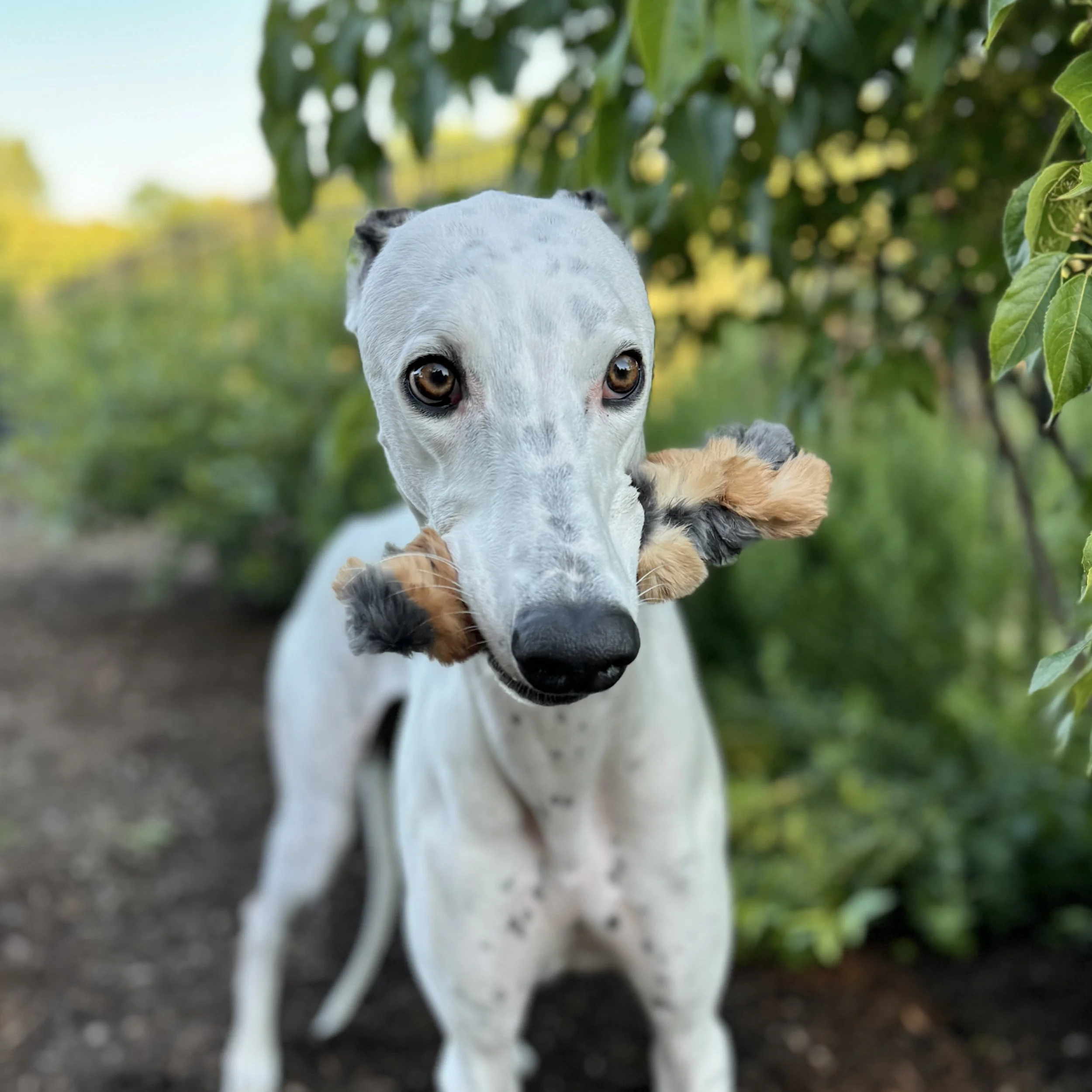Farm to dog bowl treats made from thoughtfully sourced ingredients at H&N Homestead