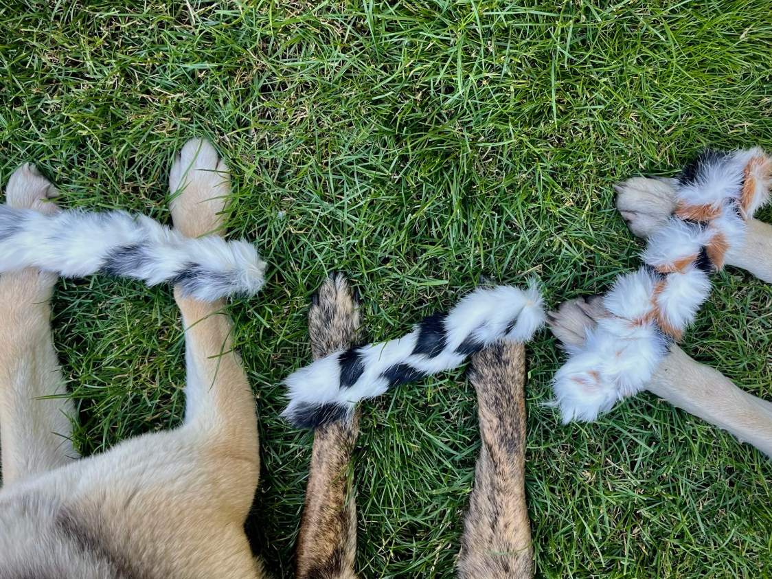 Dog enjoying a natural fur-on chew from H&N Homestead