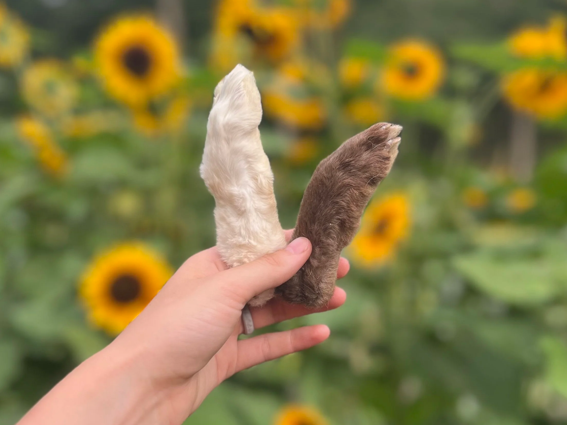 Freeze-dried and dehydrated bones for dogs compared side by side