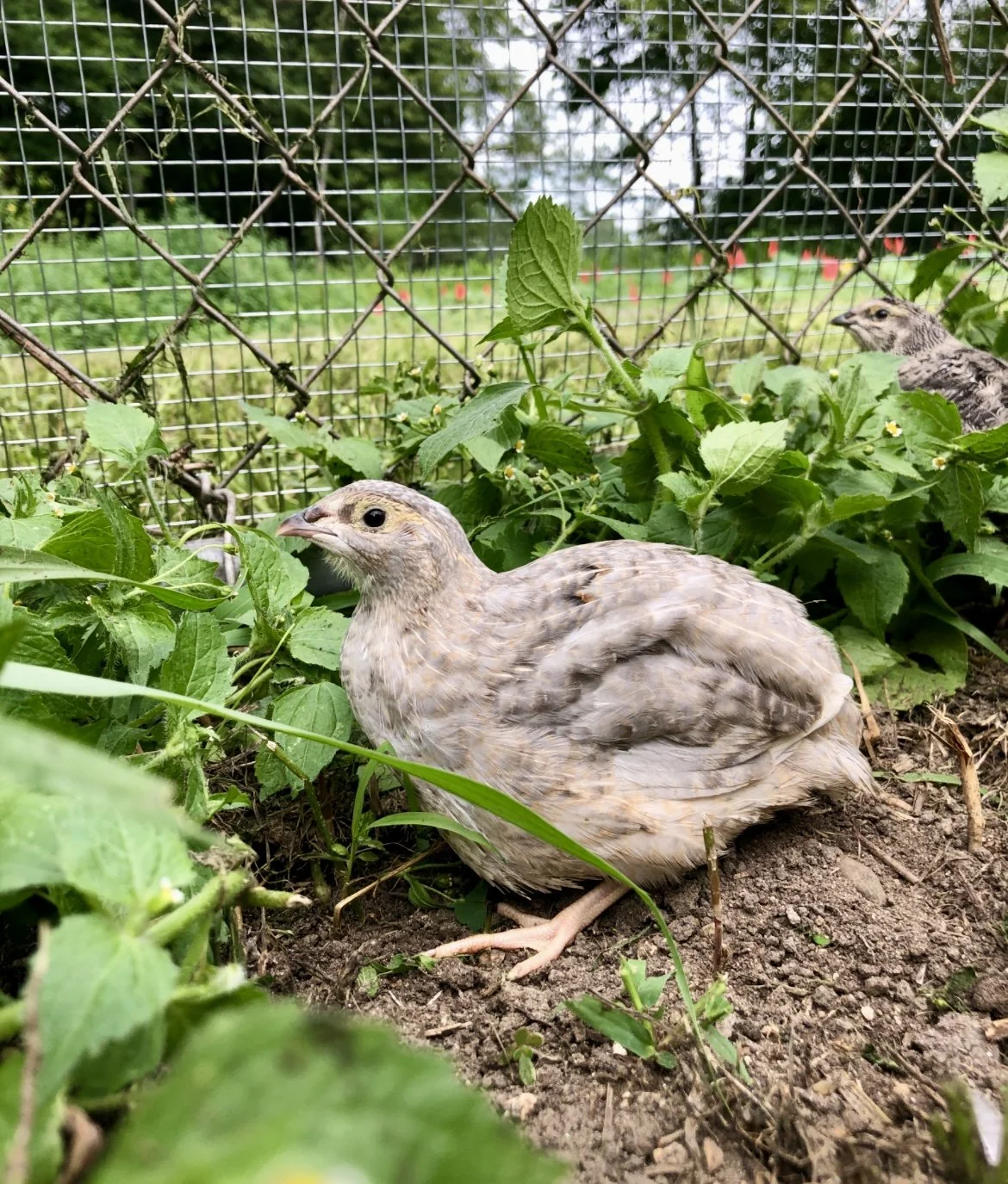 Quail raised in a spacious outdoor run with access to grass at H&N Homestead