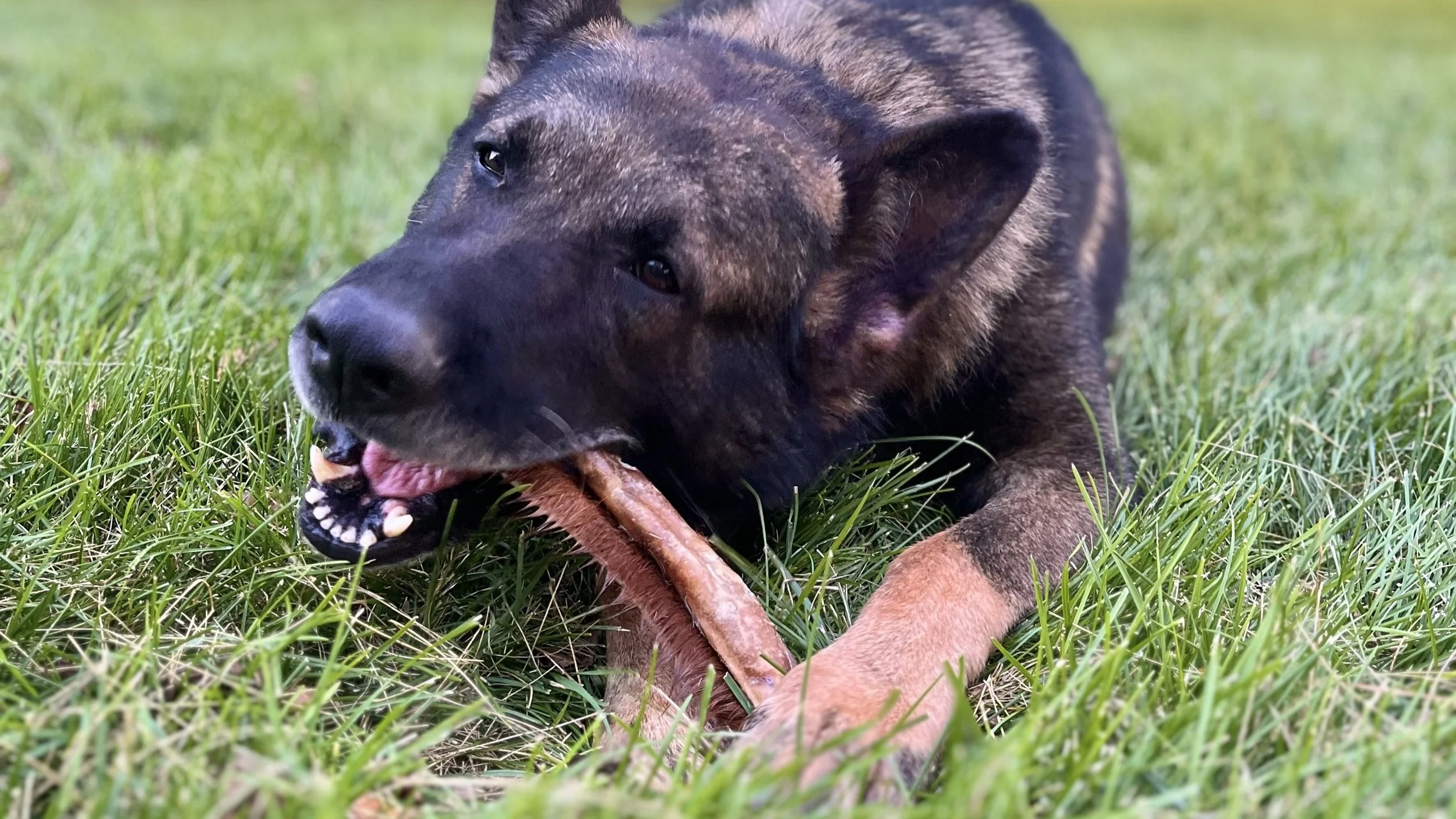 Ethically sourced pet treats