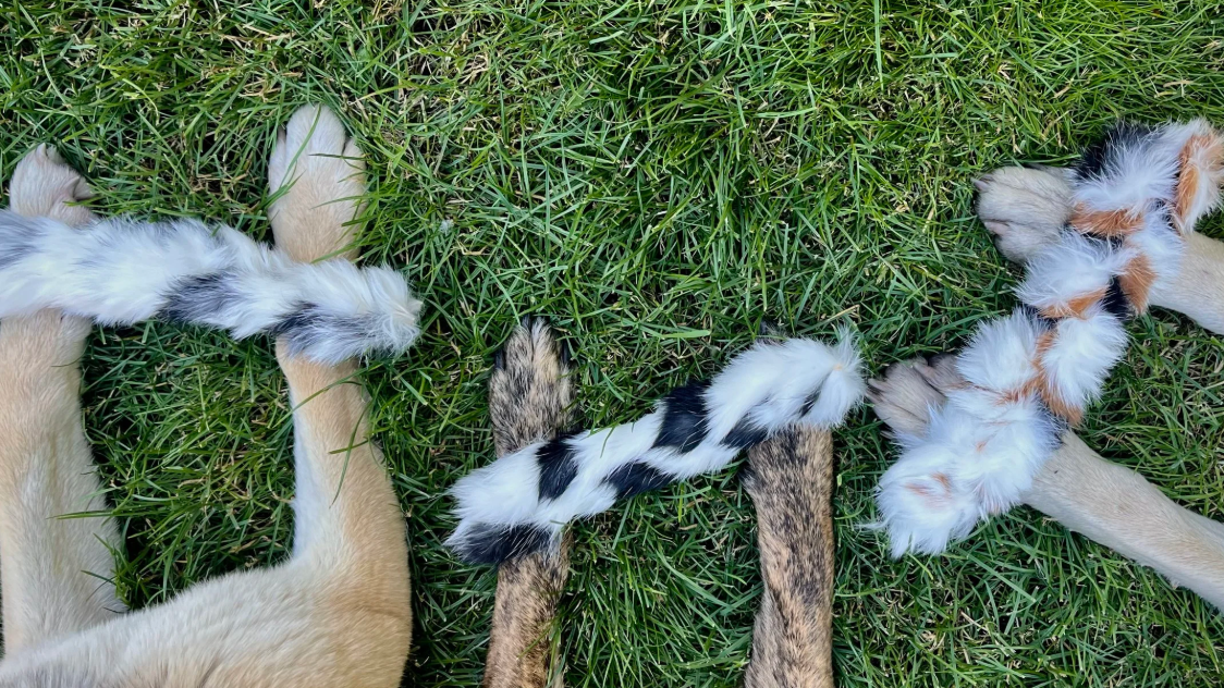 Ethically sourced dog chews