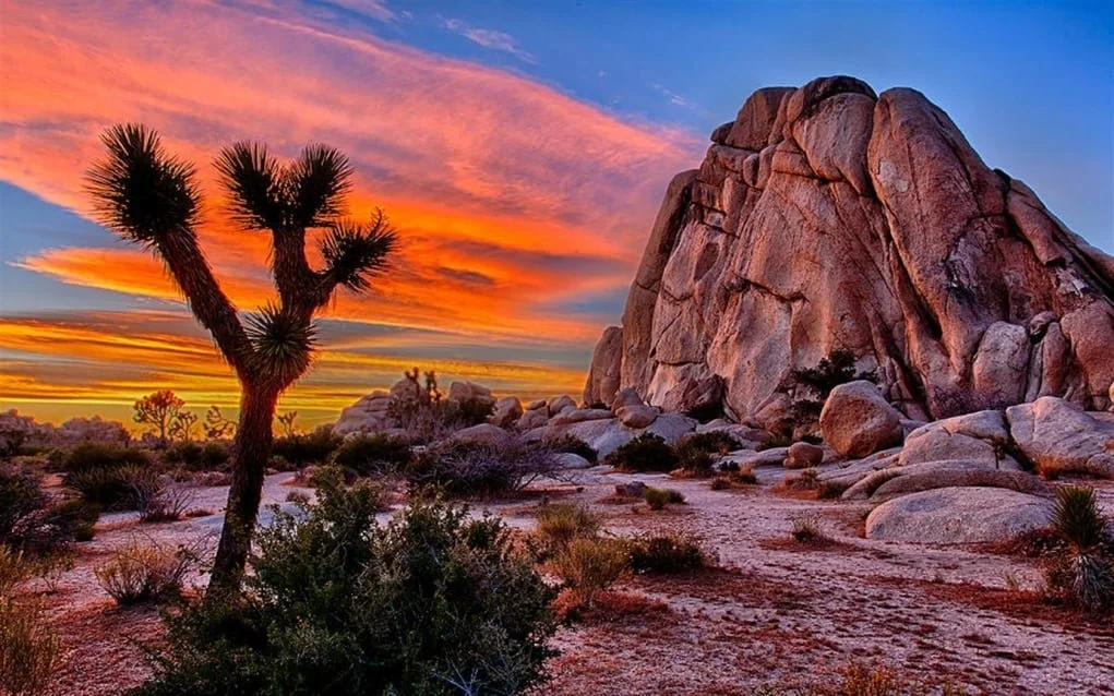 Free Yourself, Joshua Tree, CA (1 Spot)