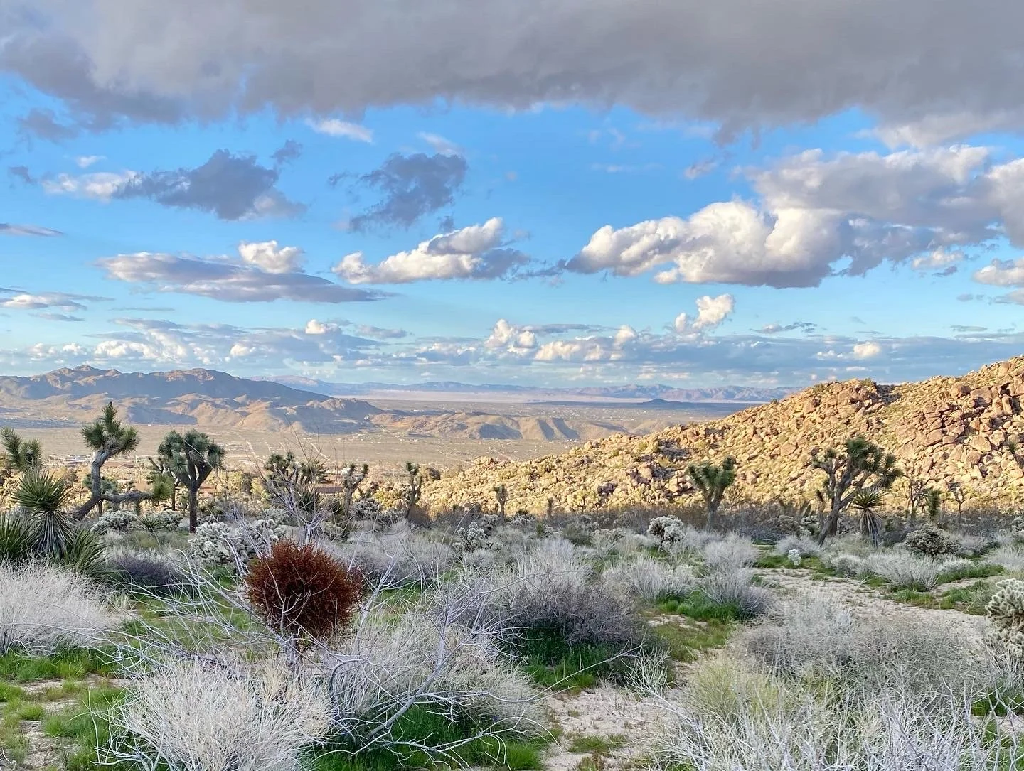 Free Yourself, Joshua Tree, CA