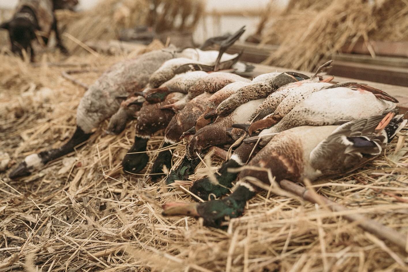 Come hunt with us this Fall in Mound City, MO. We are a local outfitter with thousands of acres of highly sought after hunting ground that has proven success when it comes to harvesting ducks/specks/snowgeese. We offer dry field hunts as well as floo