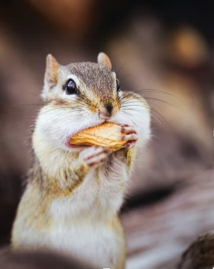Increased hunger after cardio shown humorously with a squirrel eating an acorn .
