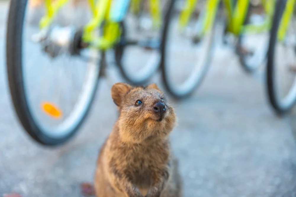 Rottnest Island Ferry & Bike Hire Combo Rottnest Fast Ferries