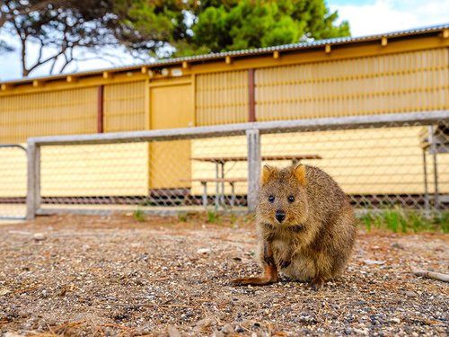 Meet the Quokkas, Rottnest Island Cutest Residents - Rottnest Fast Ferries