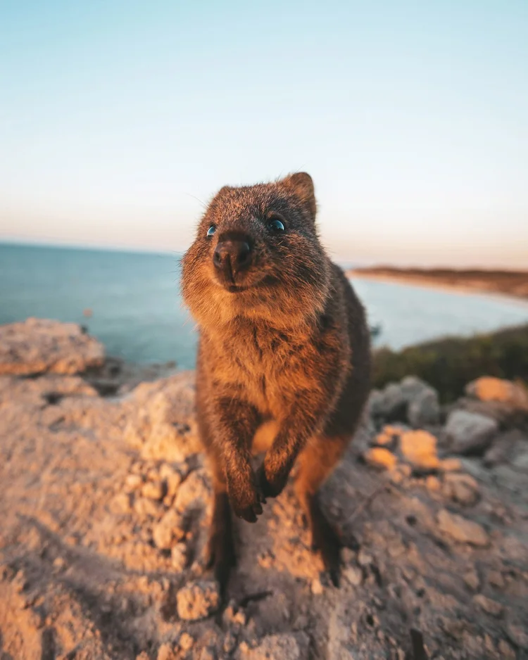 Guide to Spotting Wildlife and Marine Species on Rottnest Island ...
