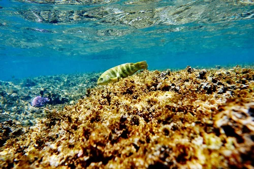 Guide to Spotting Wildlife and Marine Species on Rottnest Island ...