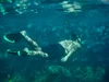 Guide to Spotting Wildlife and Marine Species on Rottnest Island ...