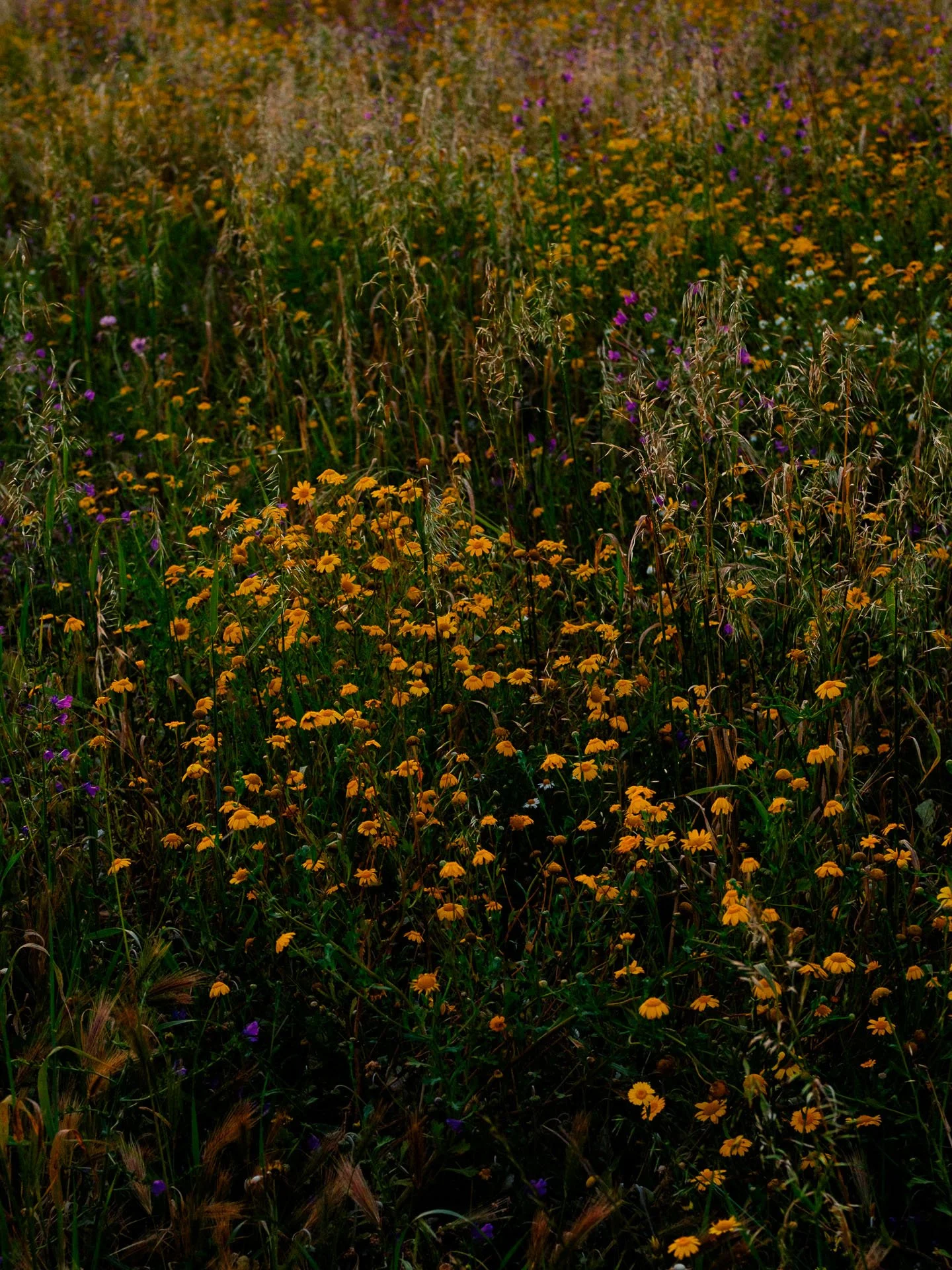 @jeffreyvonkphotos - 2026 - WEBSITE-45.JPG