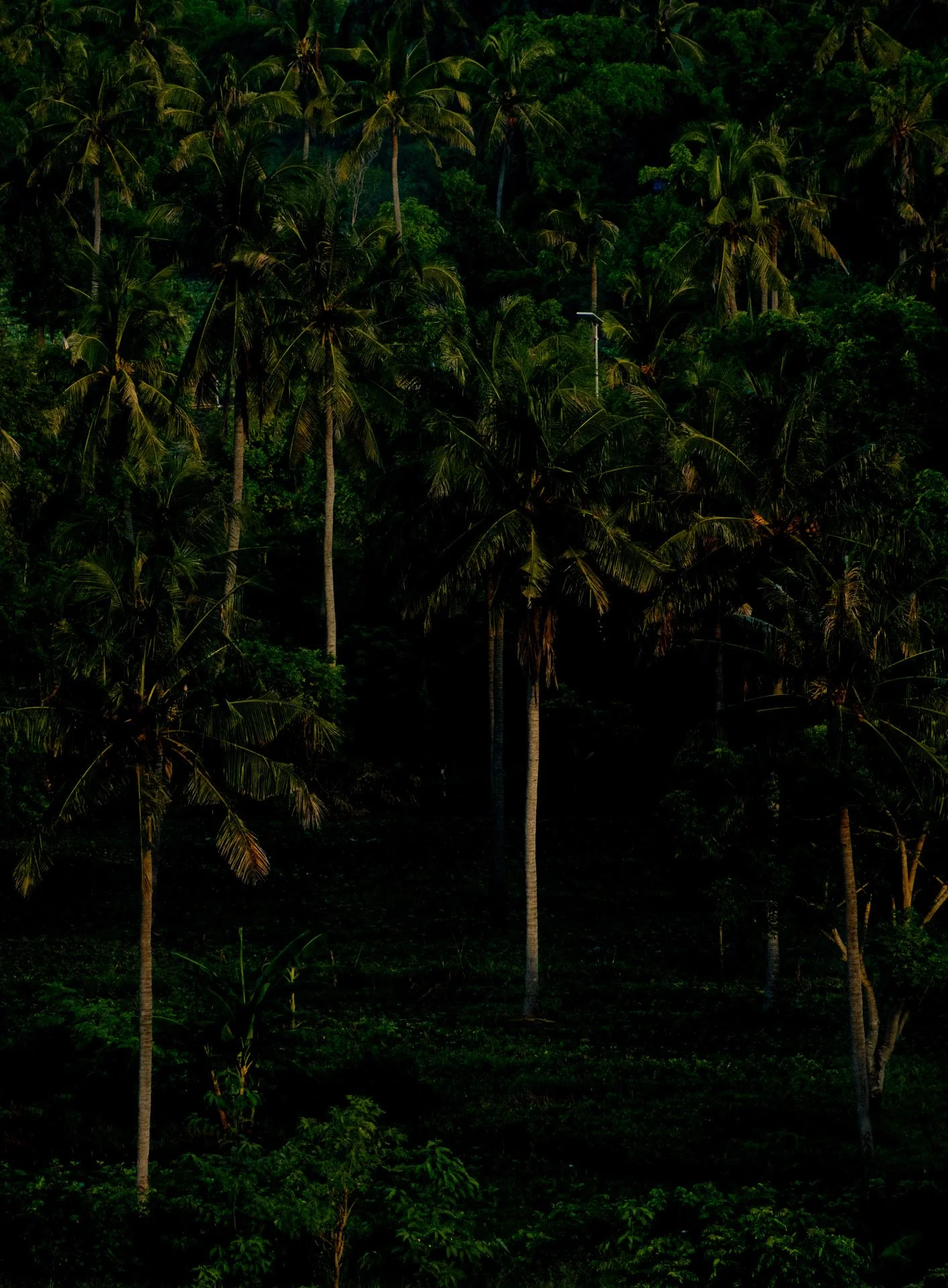 indonesia-nature-textures-11.JPG