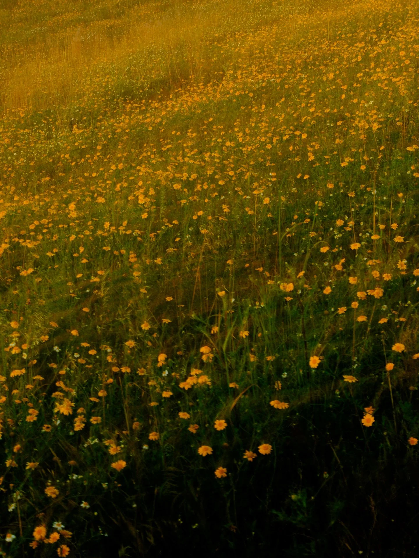 @jeffreyvonkphotos - 2026 - WEBSITE-42.JPG