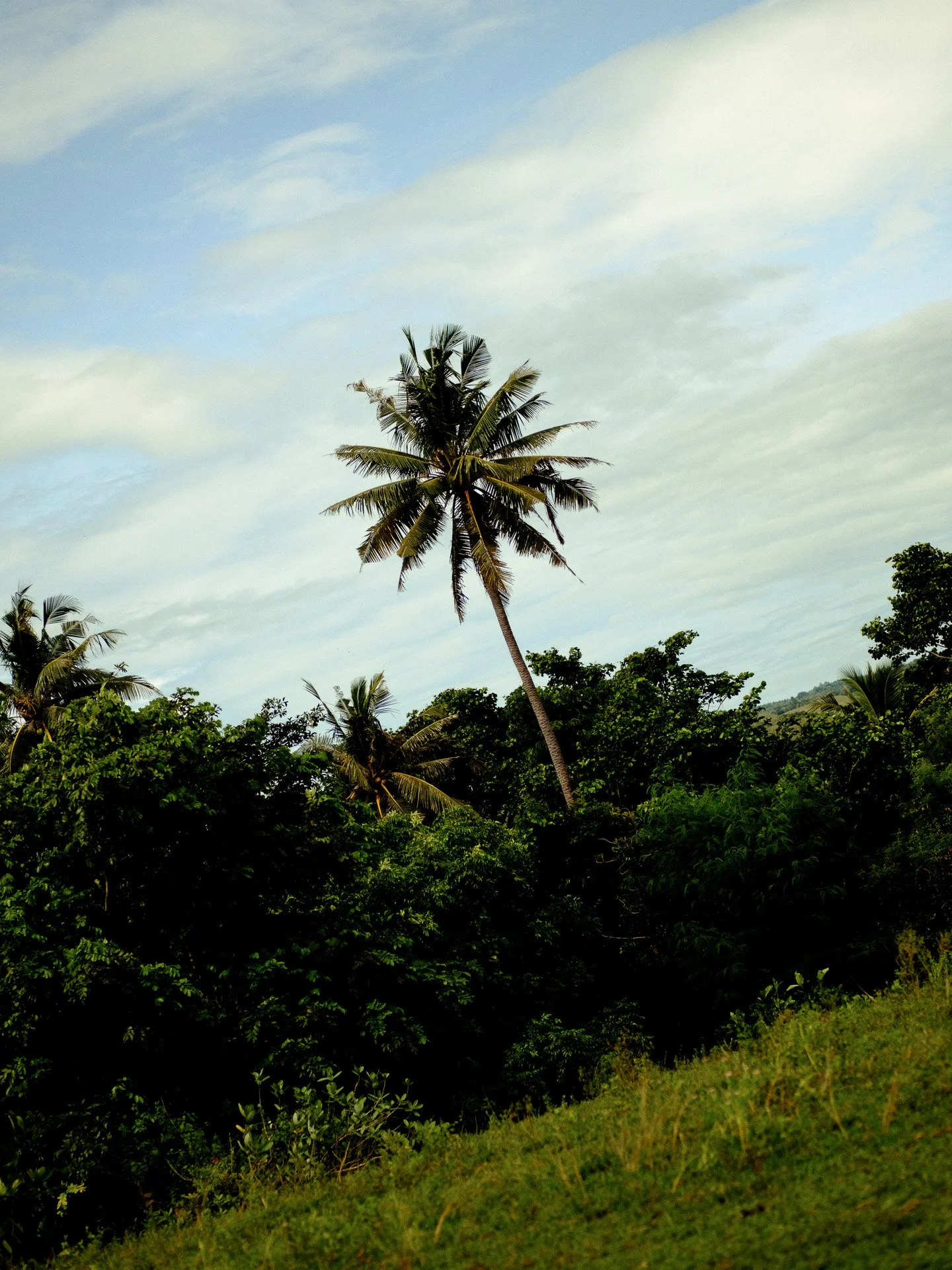 indonesia-nature-textures-6.JPG